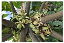 Antioxidants 13 01521 i014