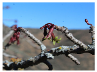 Antioxidants 13 01521 i015