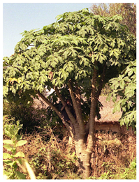 Antioxidants 13 01521 i016