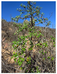 Antioxidants 13 01521 i017