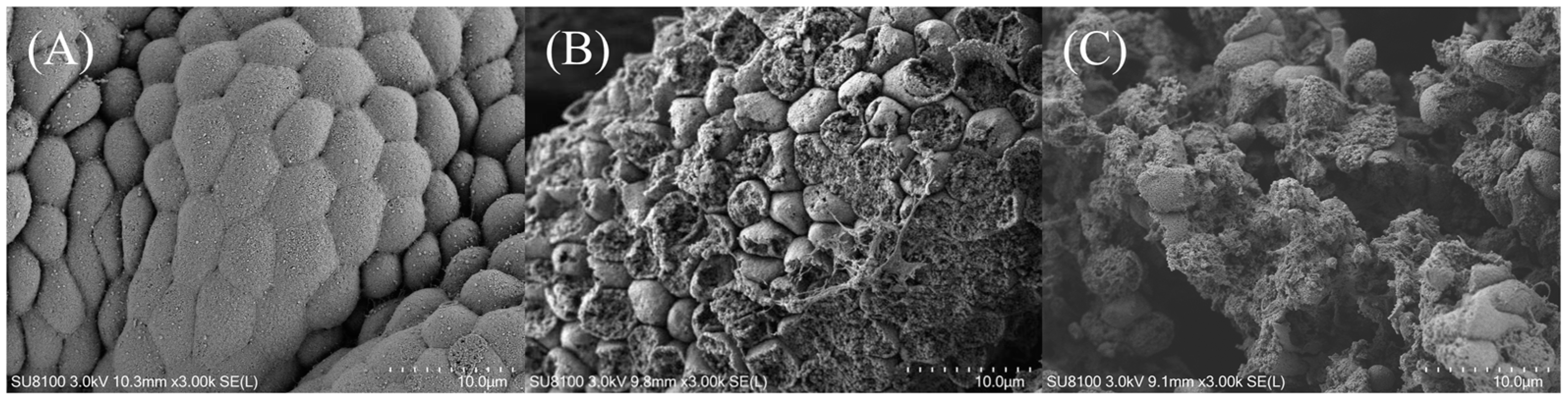 Antioxidants 13 01524 g001