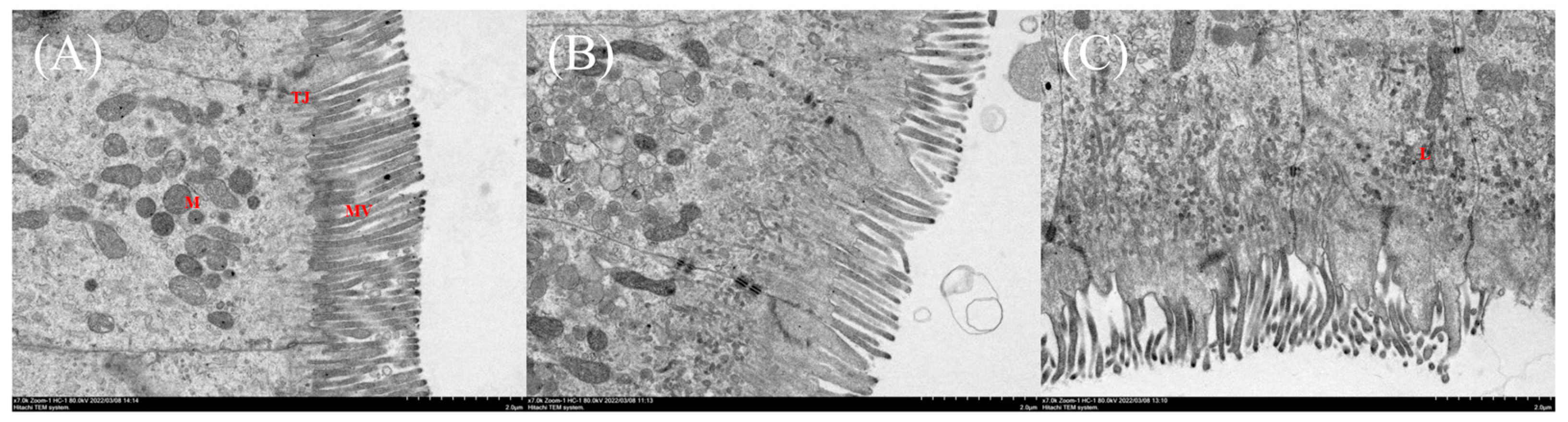 Antioxidants 13 01524 g007