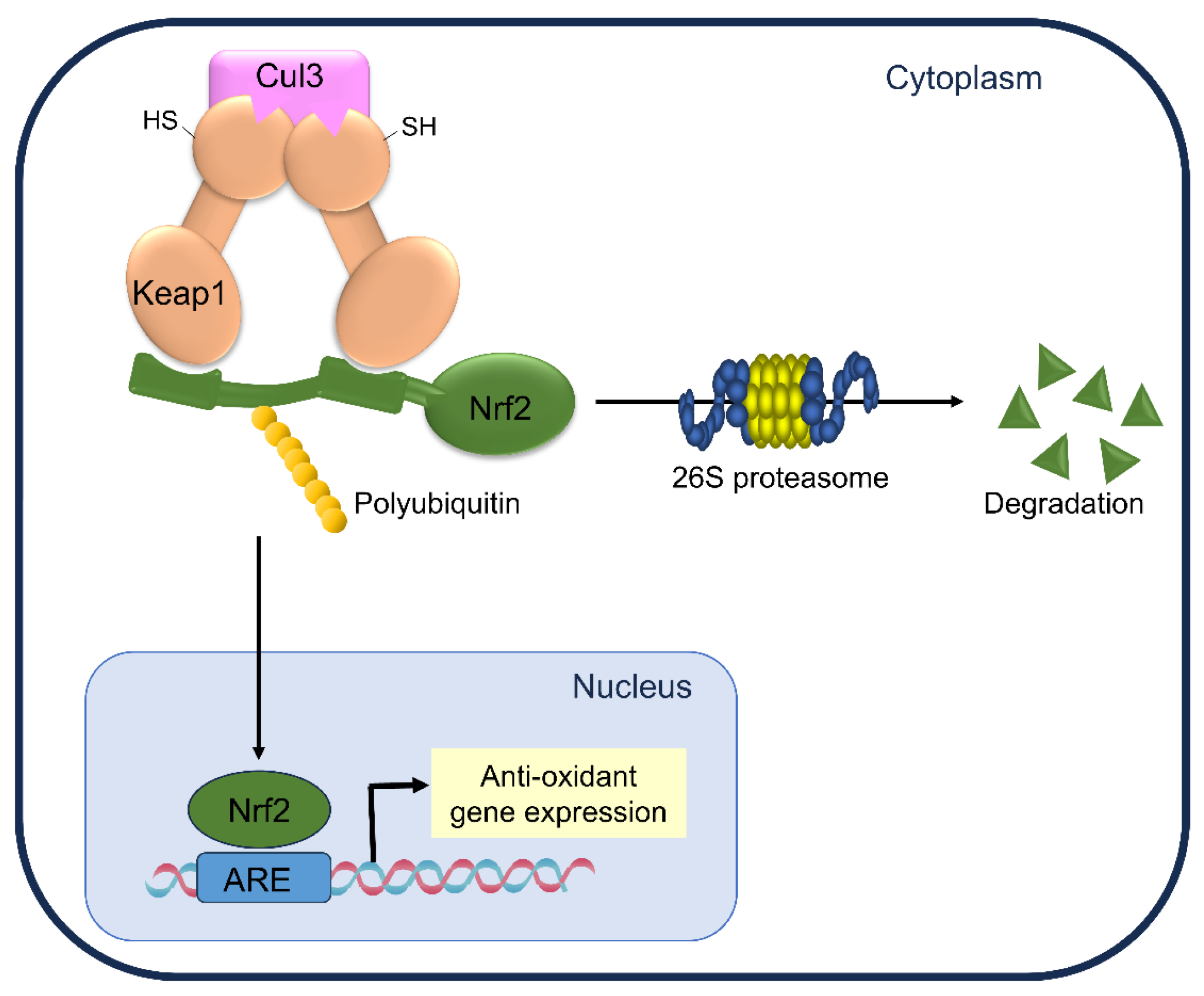 Antioxidants 13 01527 g001