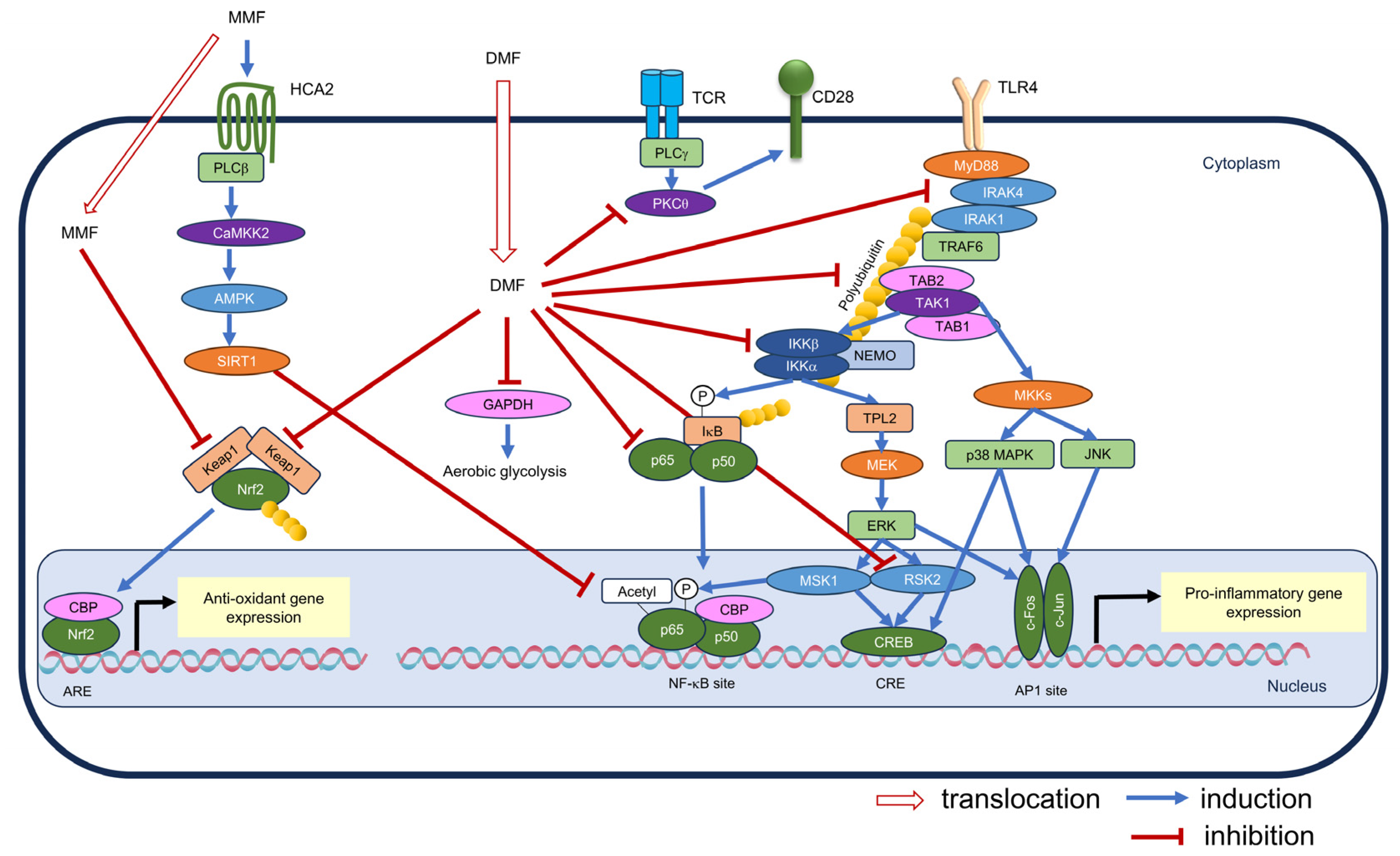 Antioxidants 13 01527 g005