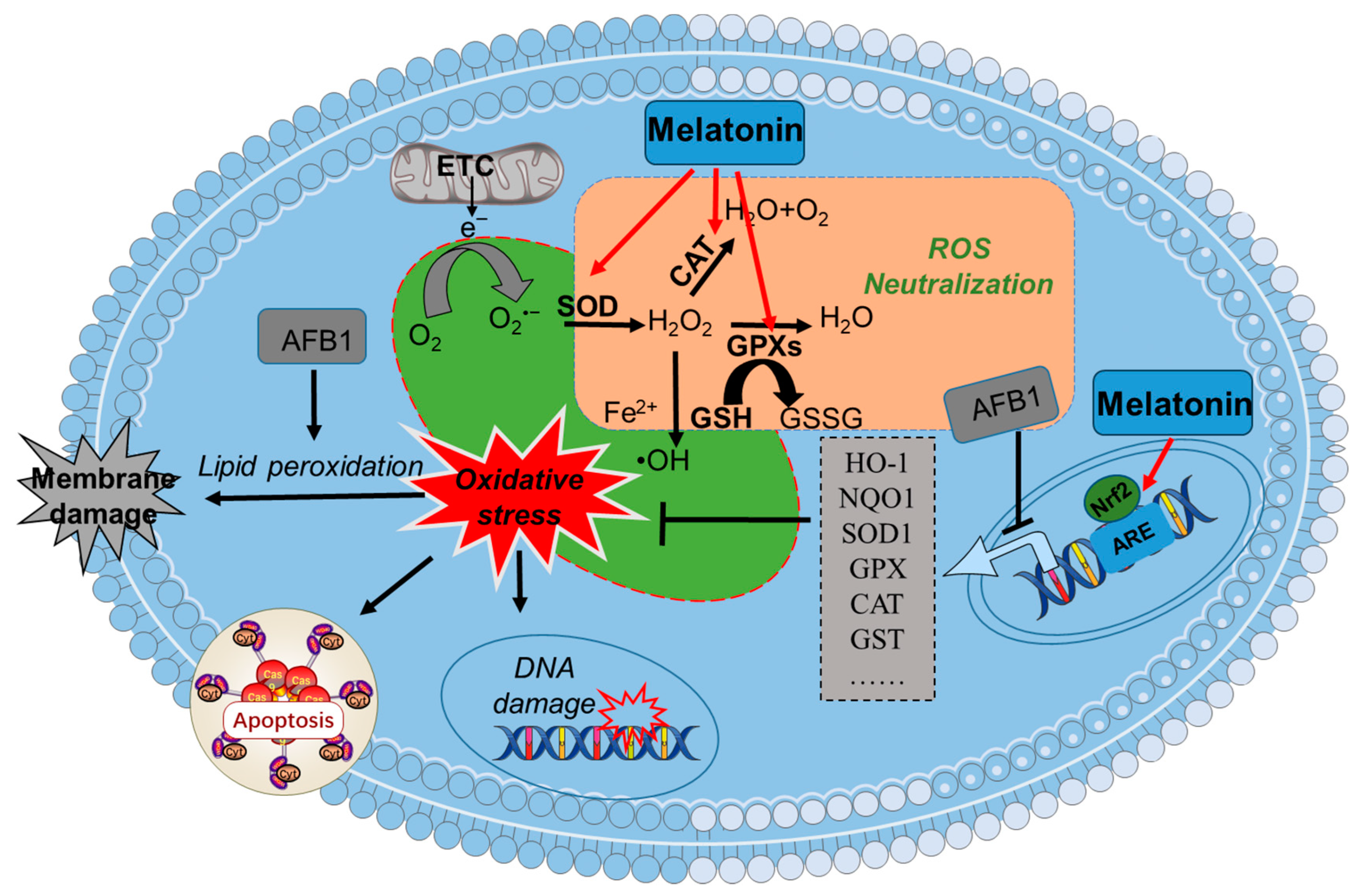 Antioxidants 13 01528 g003