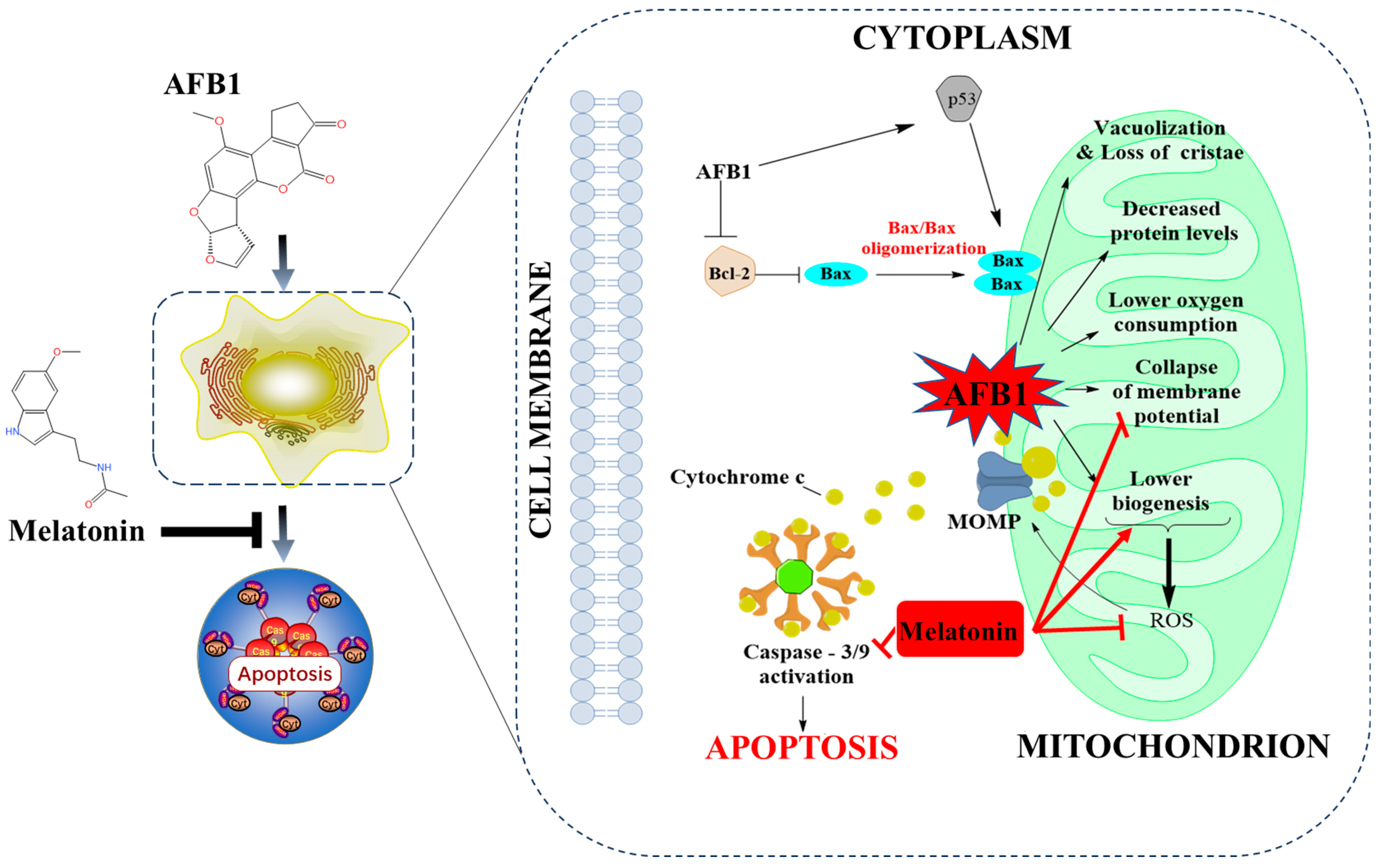 Antioxidants 13 01528 g005