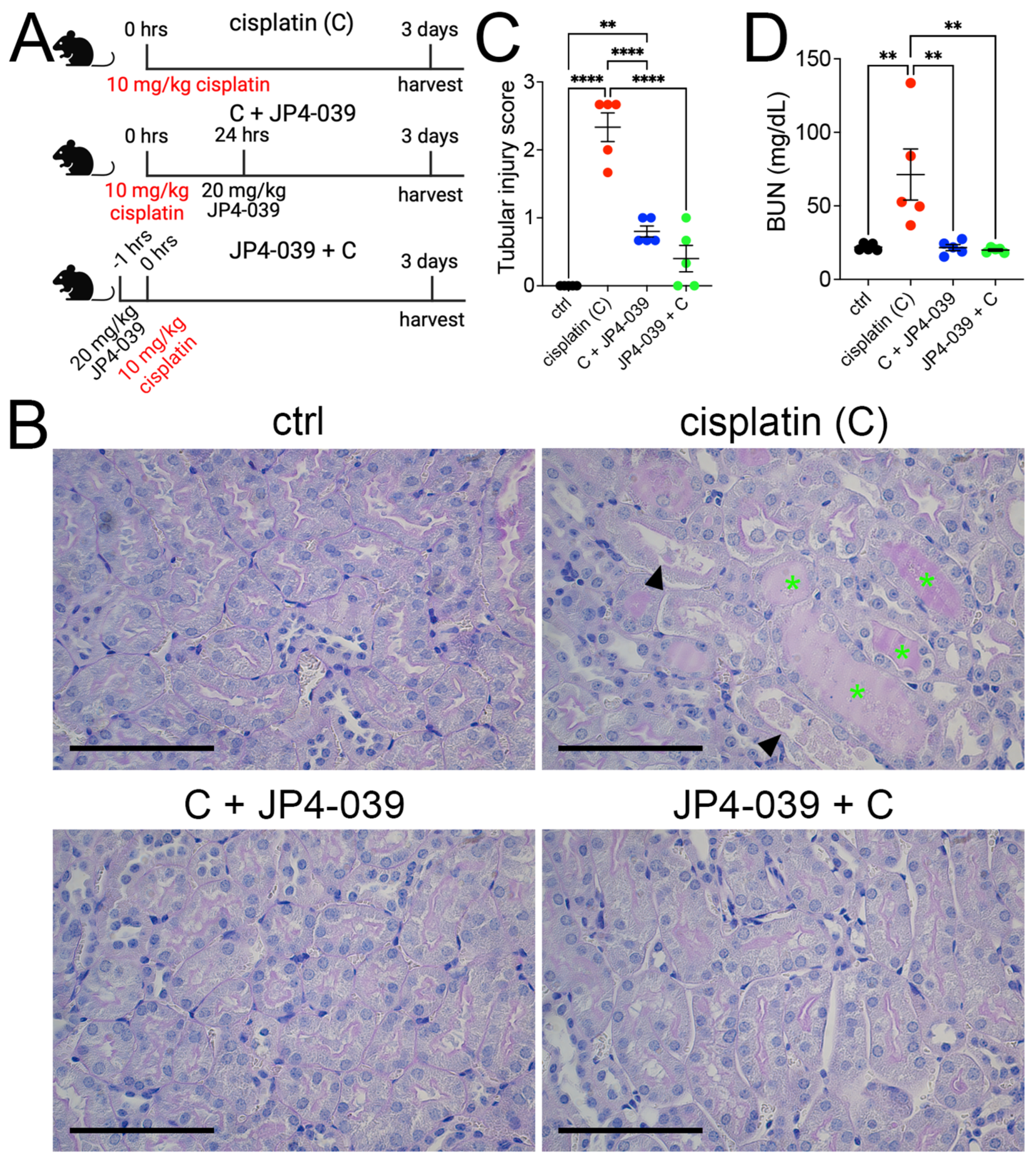Antioxidants 13 01534 g001