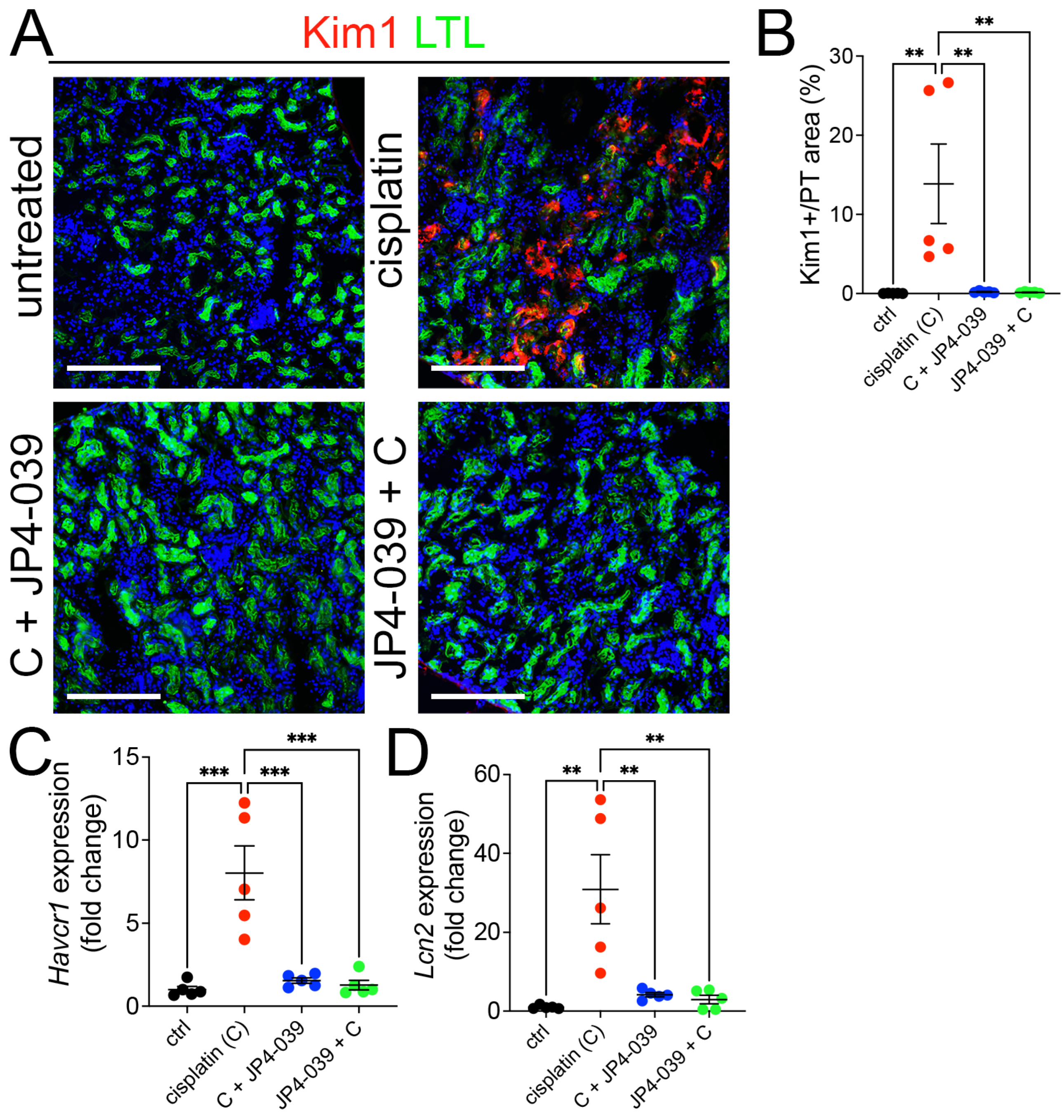 Antioxidants 13 01534 g002
