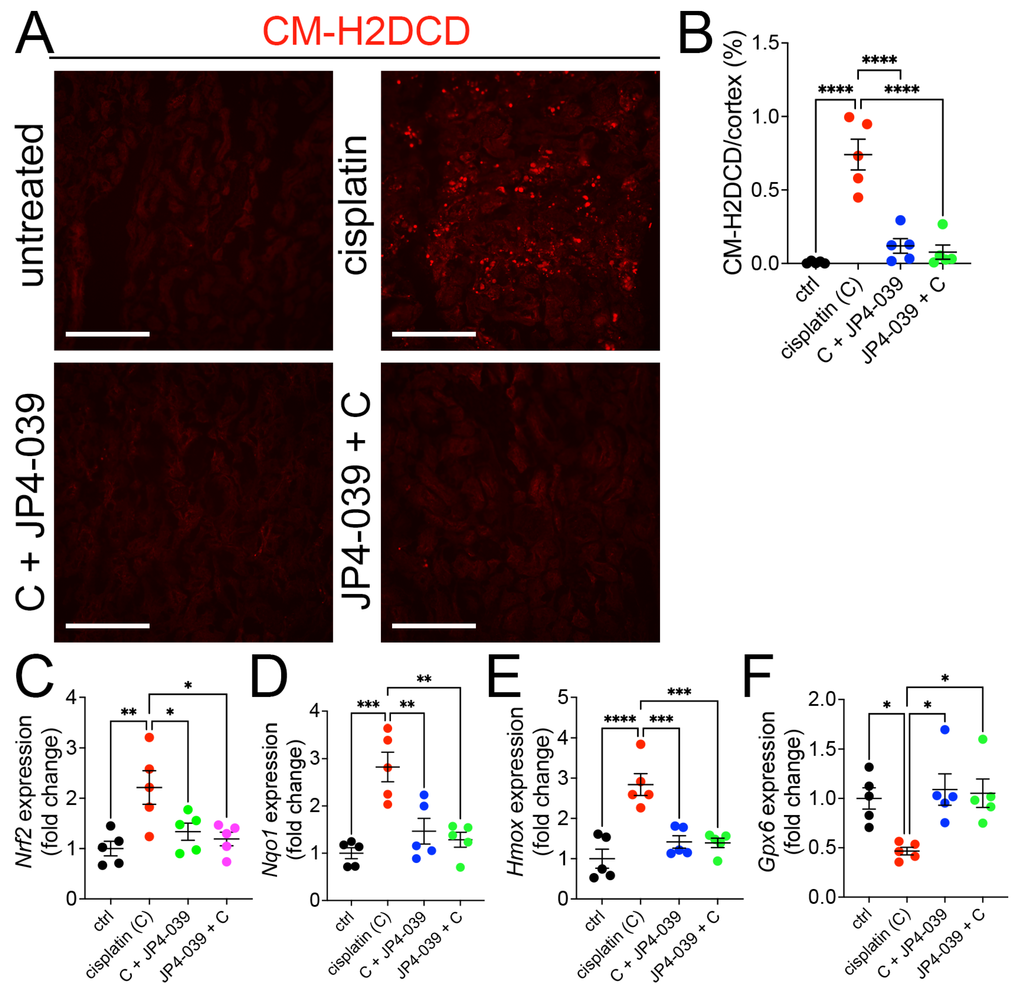 Antioxidants 13 01534 g005