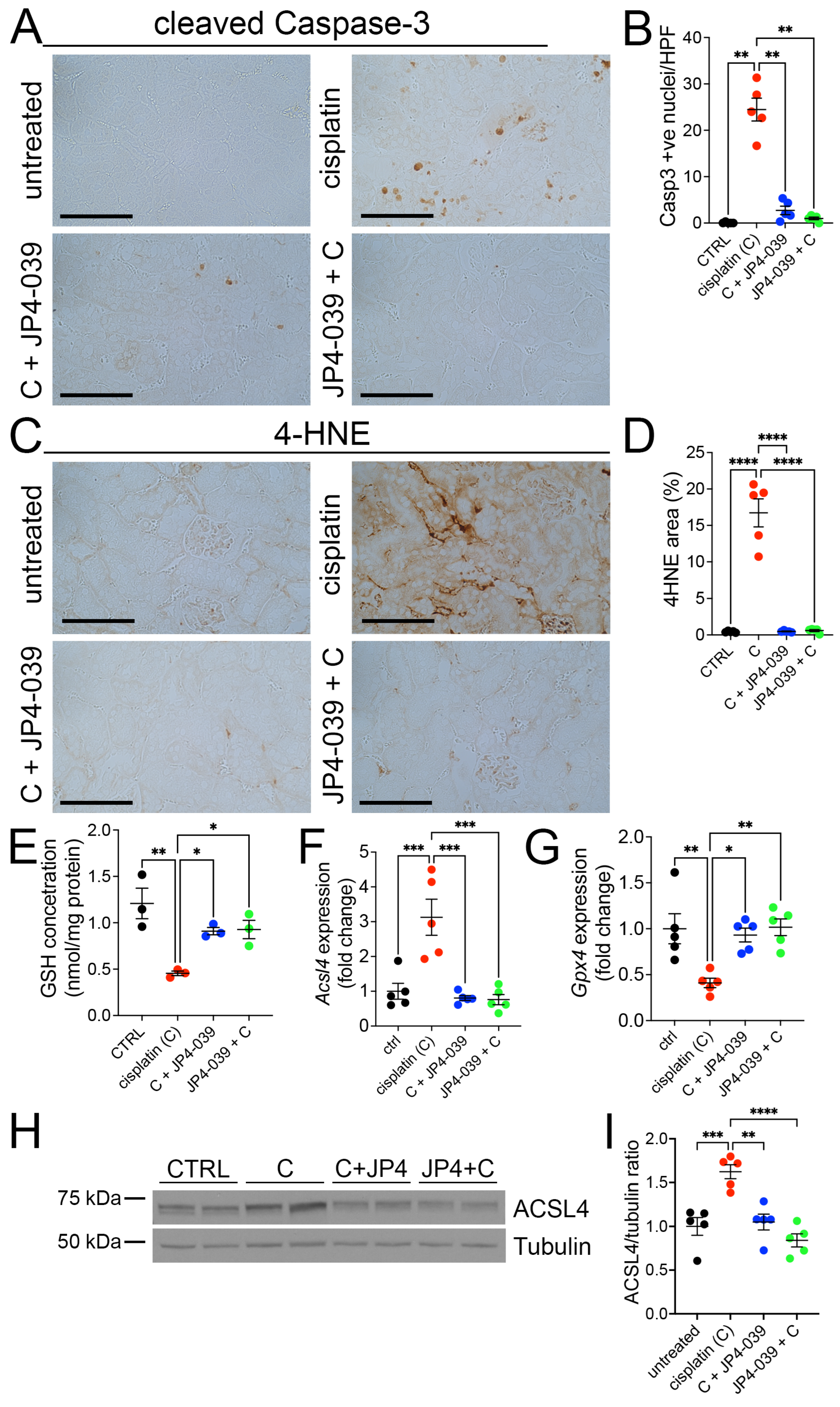 Antioxidants 13 01534 g006