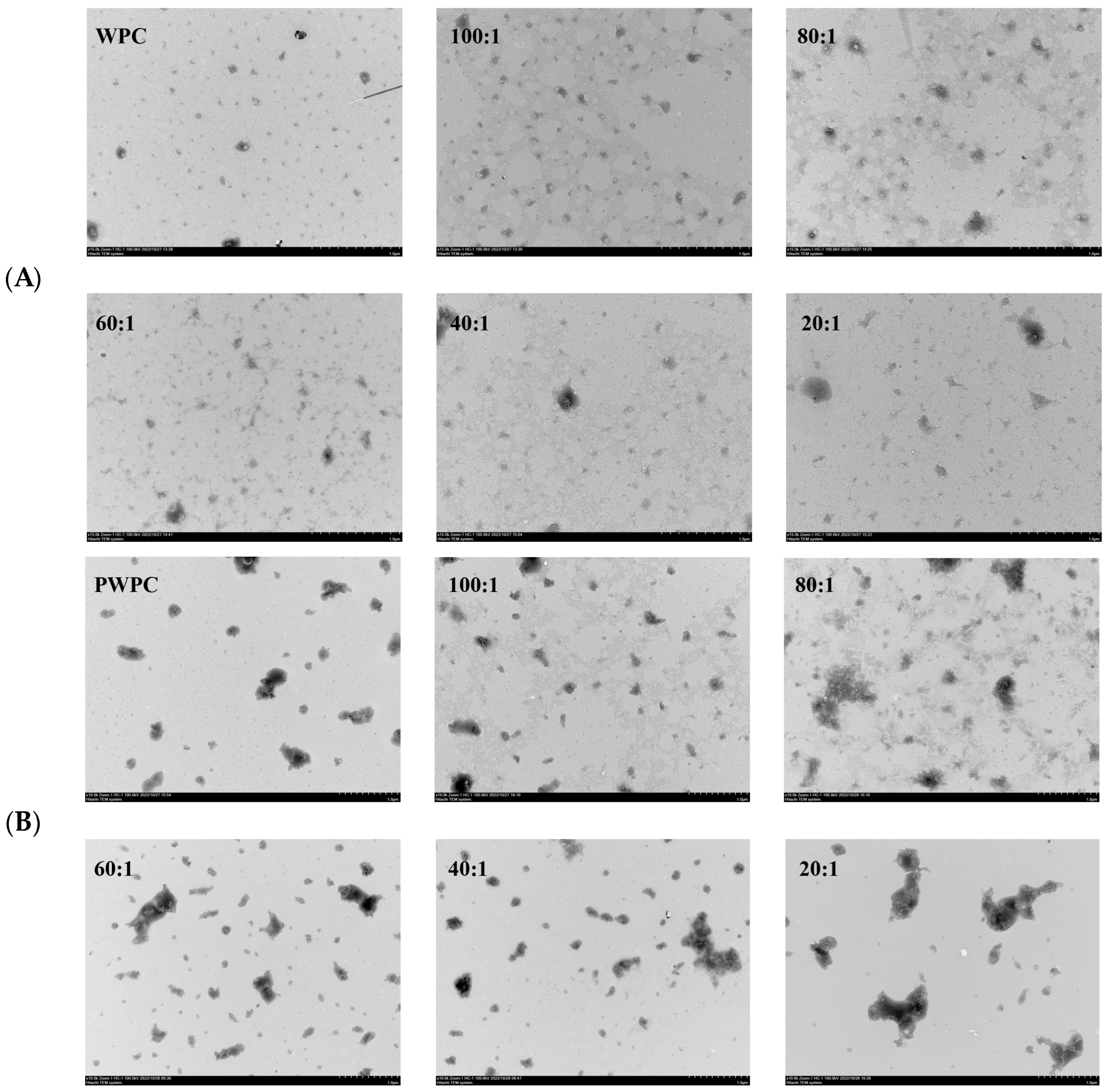 Antioxidants 13 01535 g004