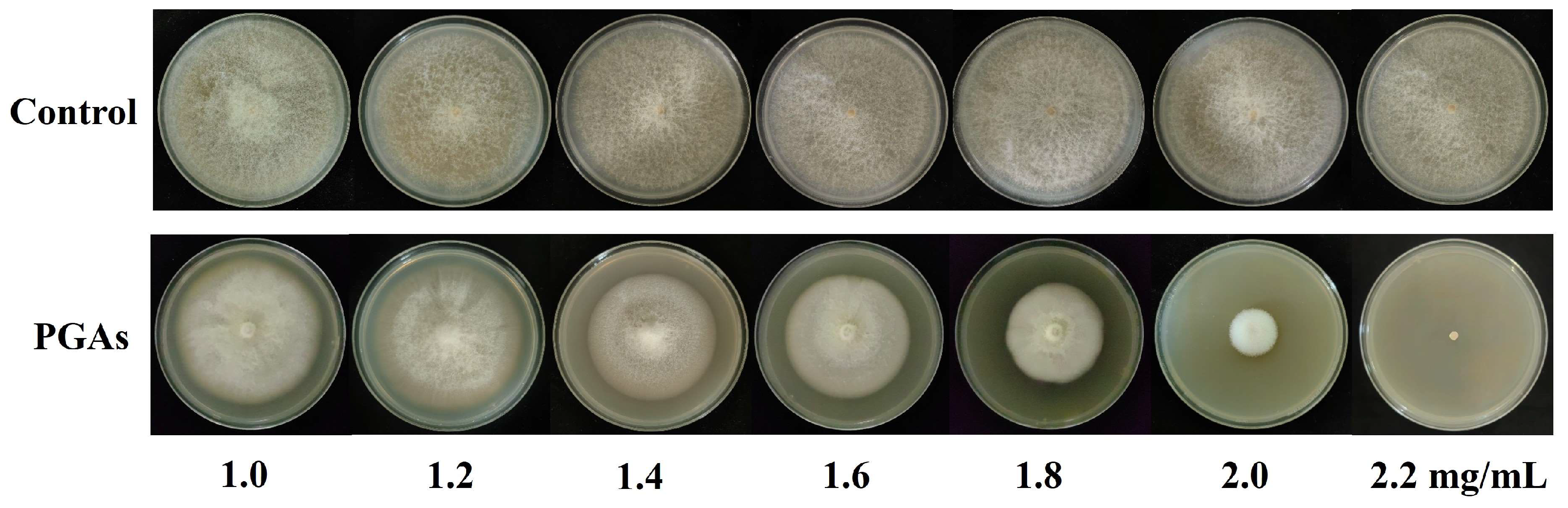 Antioxidants 13 01537 g001