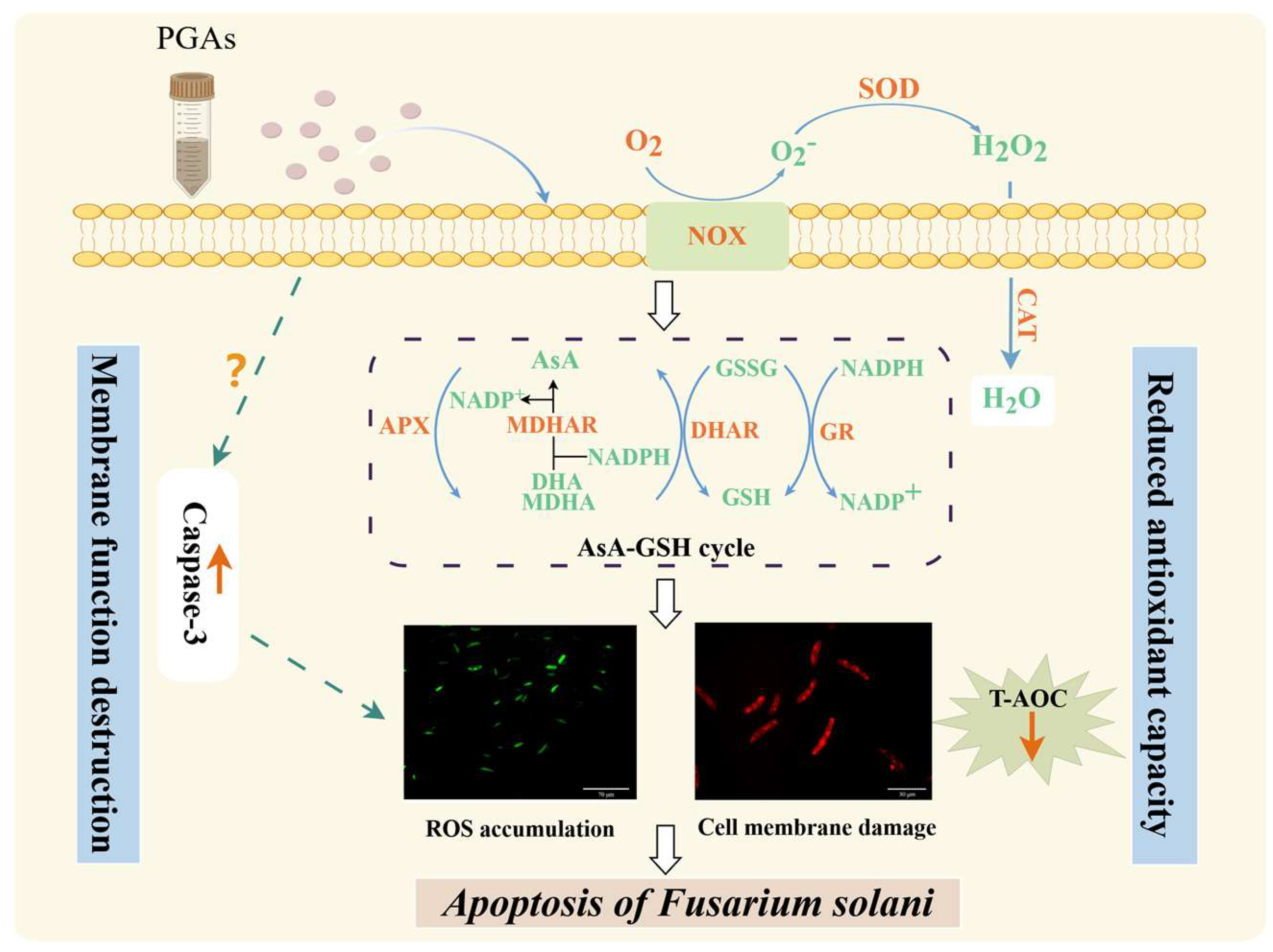 Antioxidants 13 01537 g010