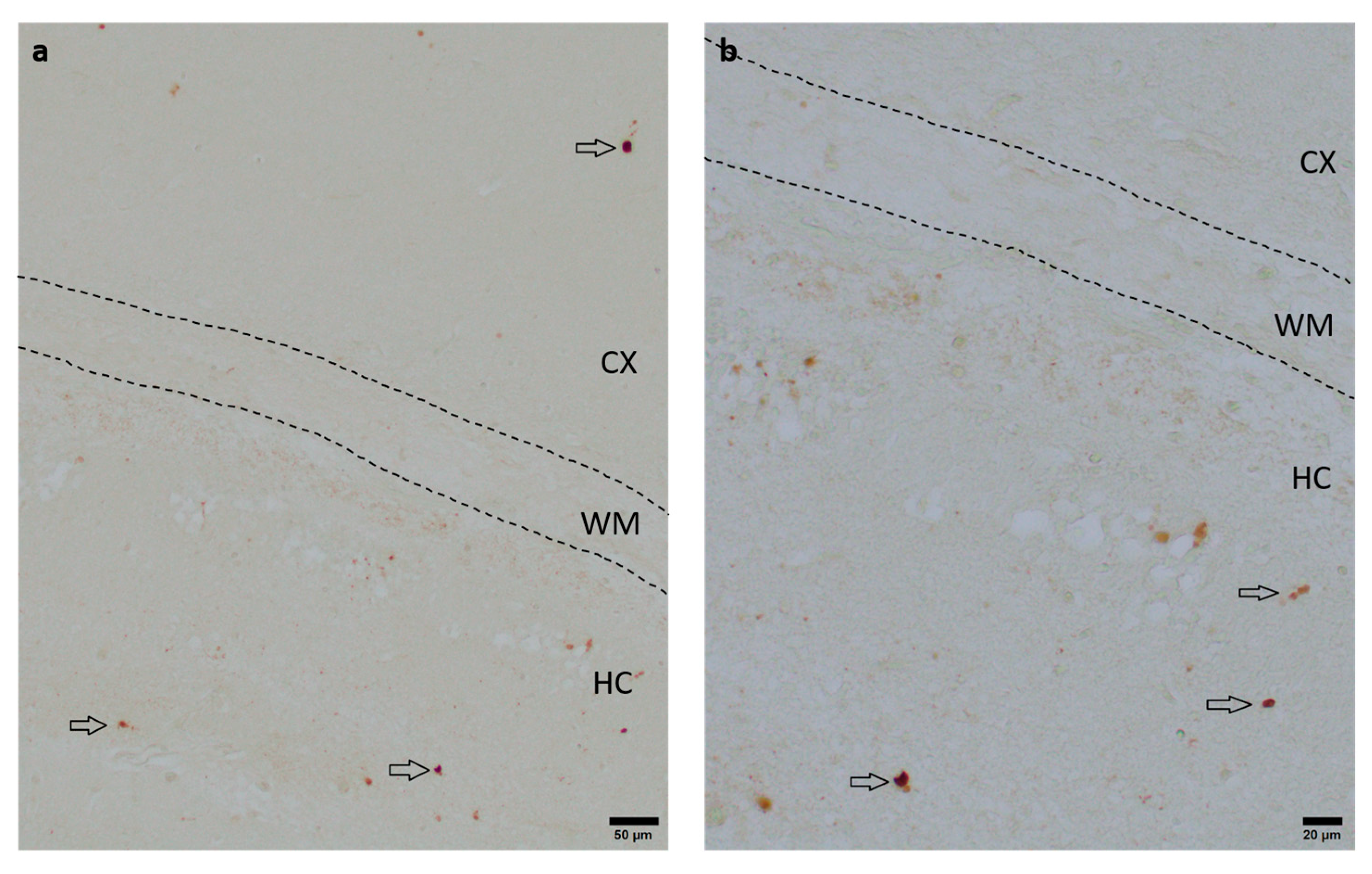 Antioxidants 13 01542 g004