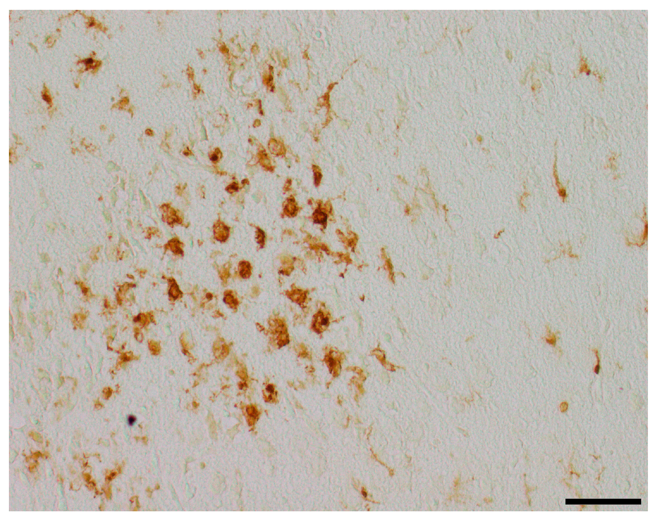 Antioxidants 13 01542 g005