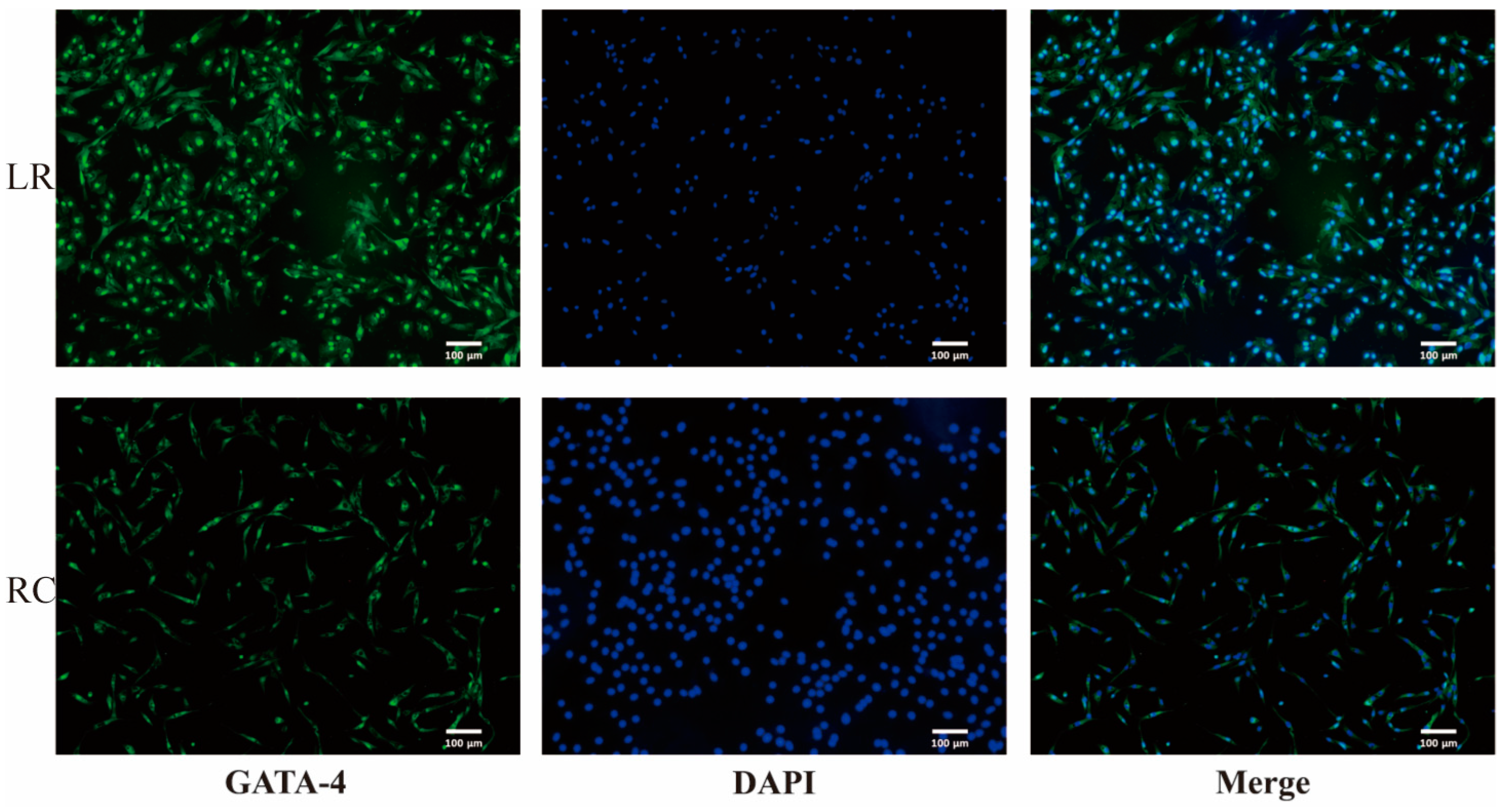 Antioxidants 13 01545 g001