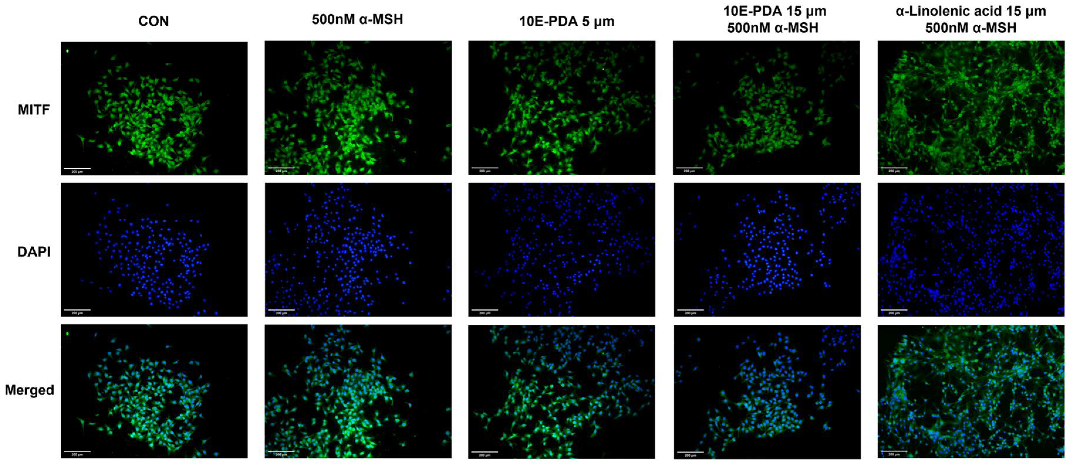 Antioxidants 13 01547 g005