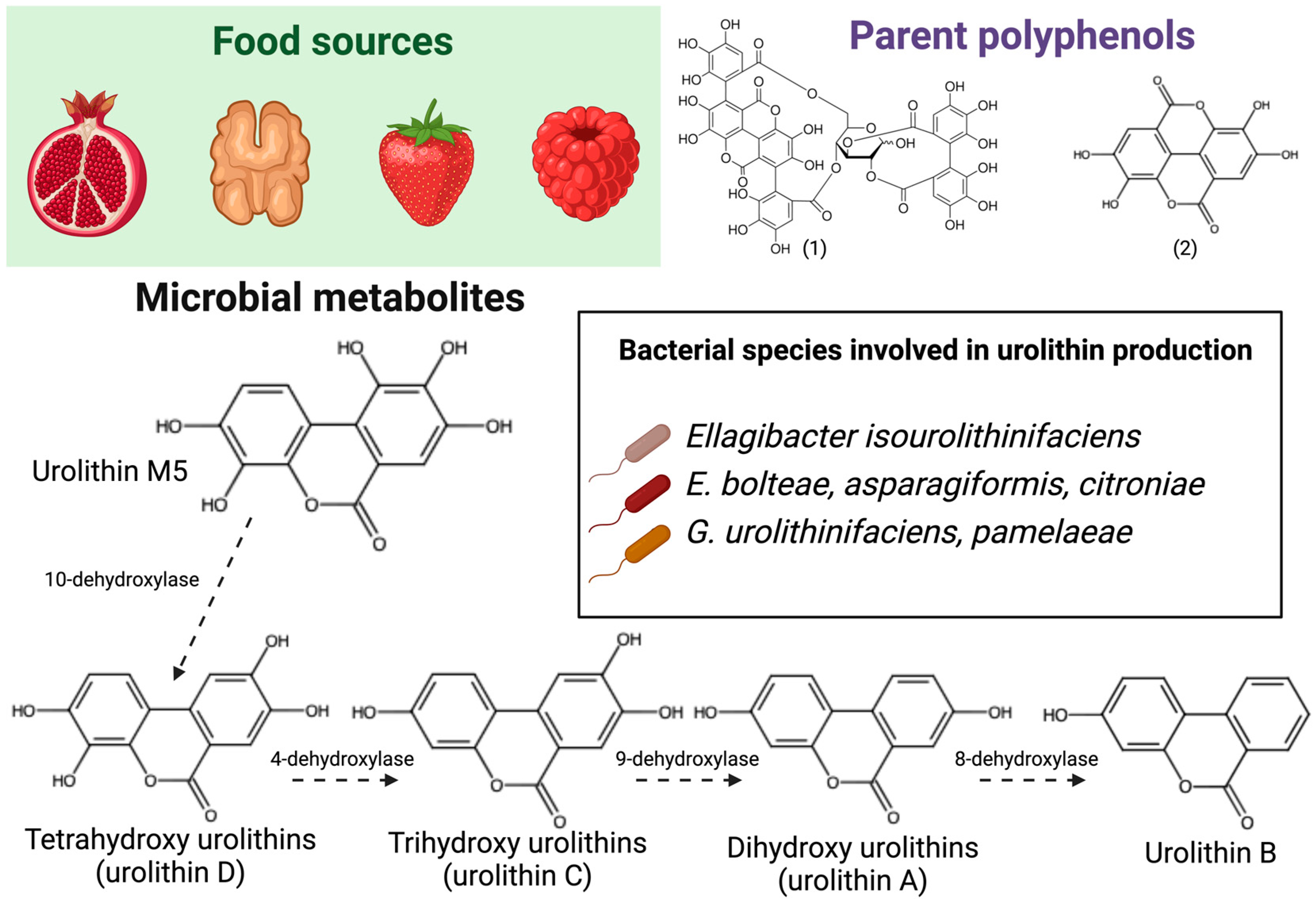 Antioxidants 13 01552 g002