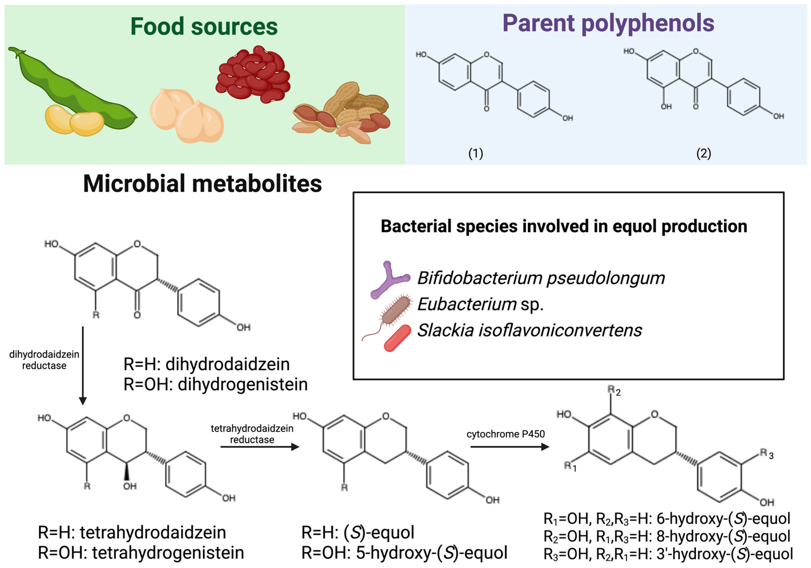 Antioxidants 13 01552 g003