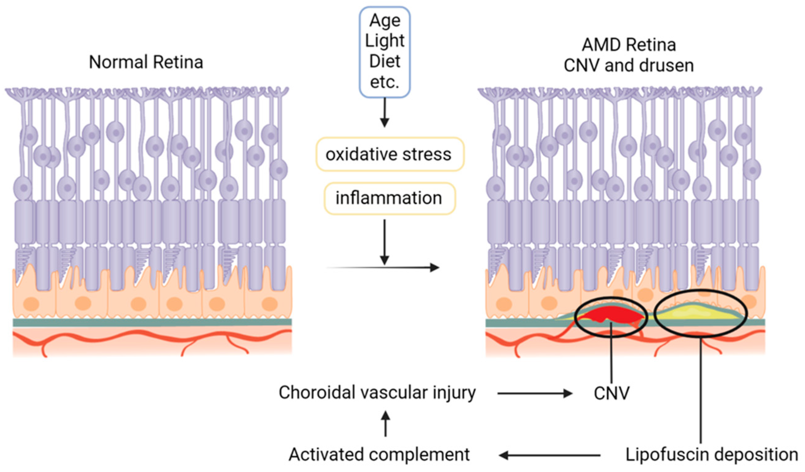 Antioxidants 13 01558 g002