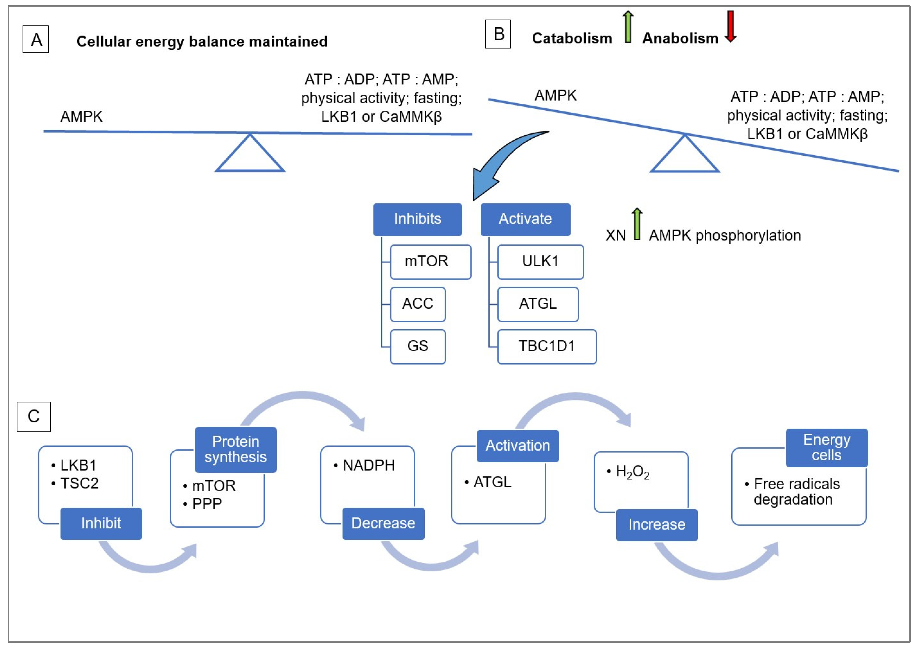 Antioxidants 13 01559 g001