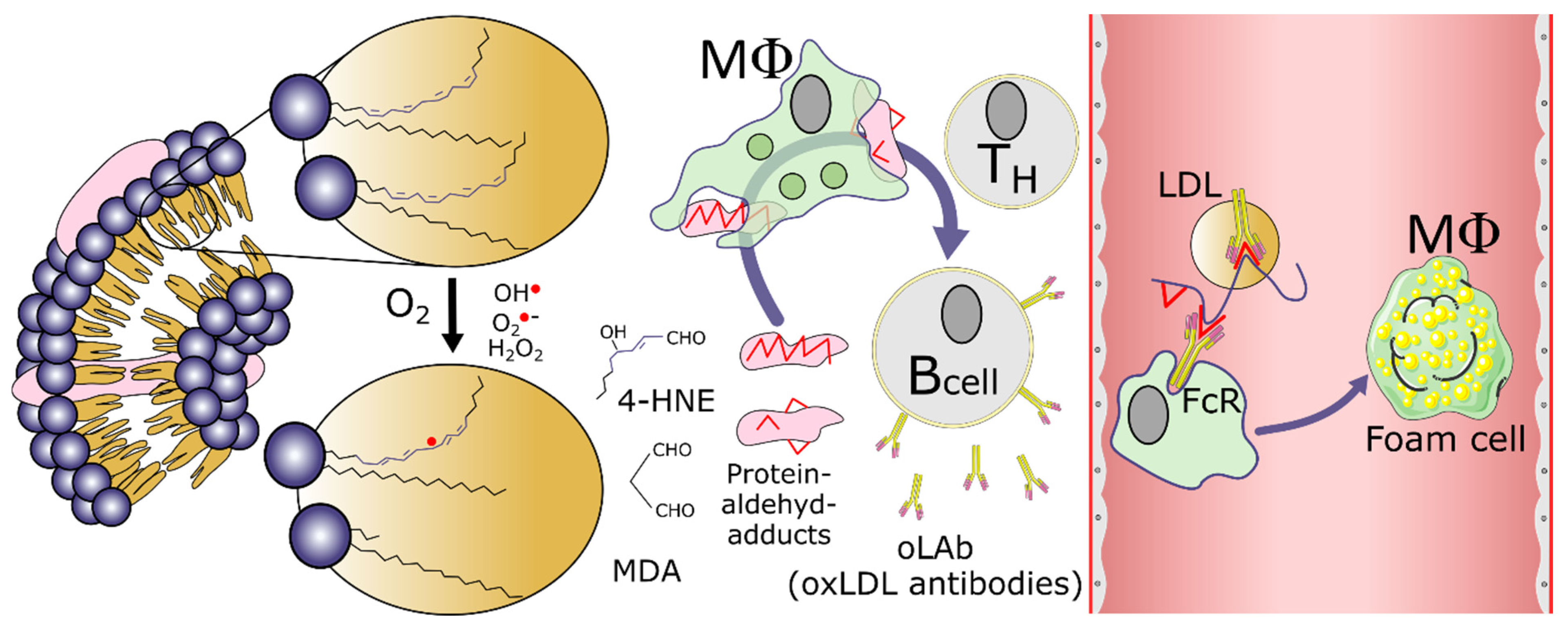 Antioxidants 13 01560 g002