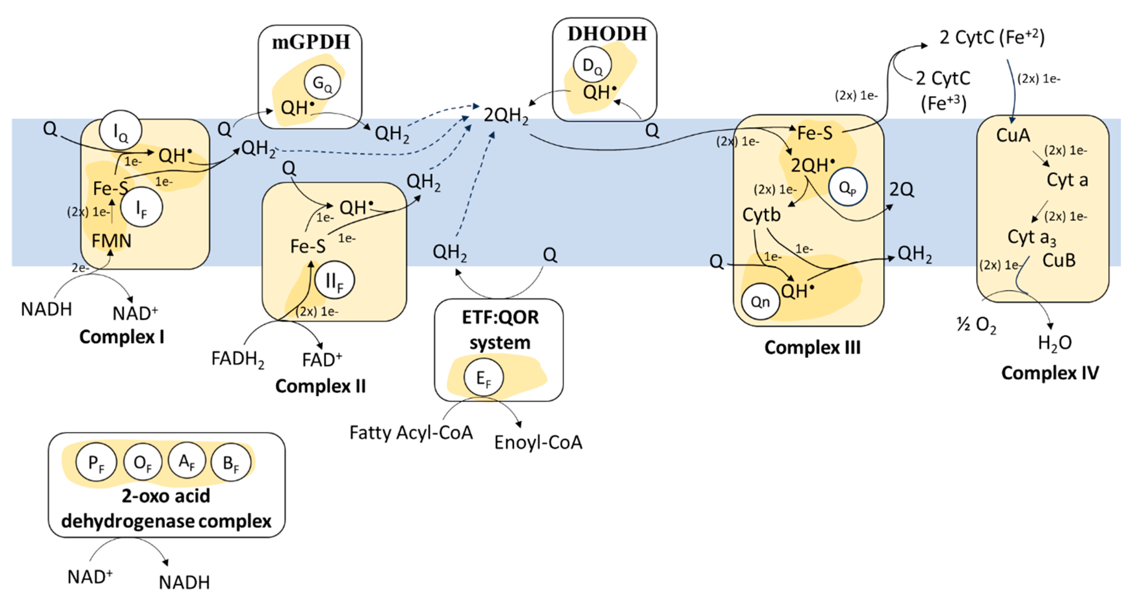Antioxidants 13 01563 g001 Antioxidants 13 01563 g001