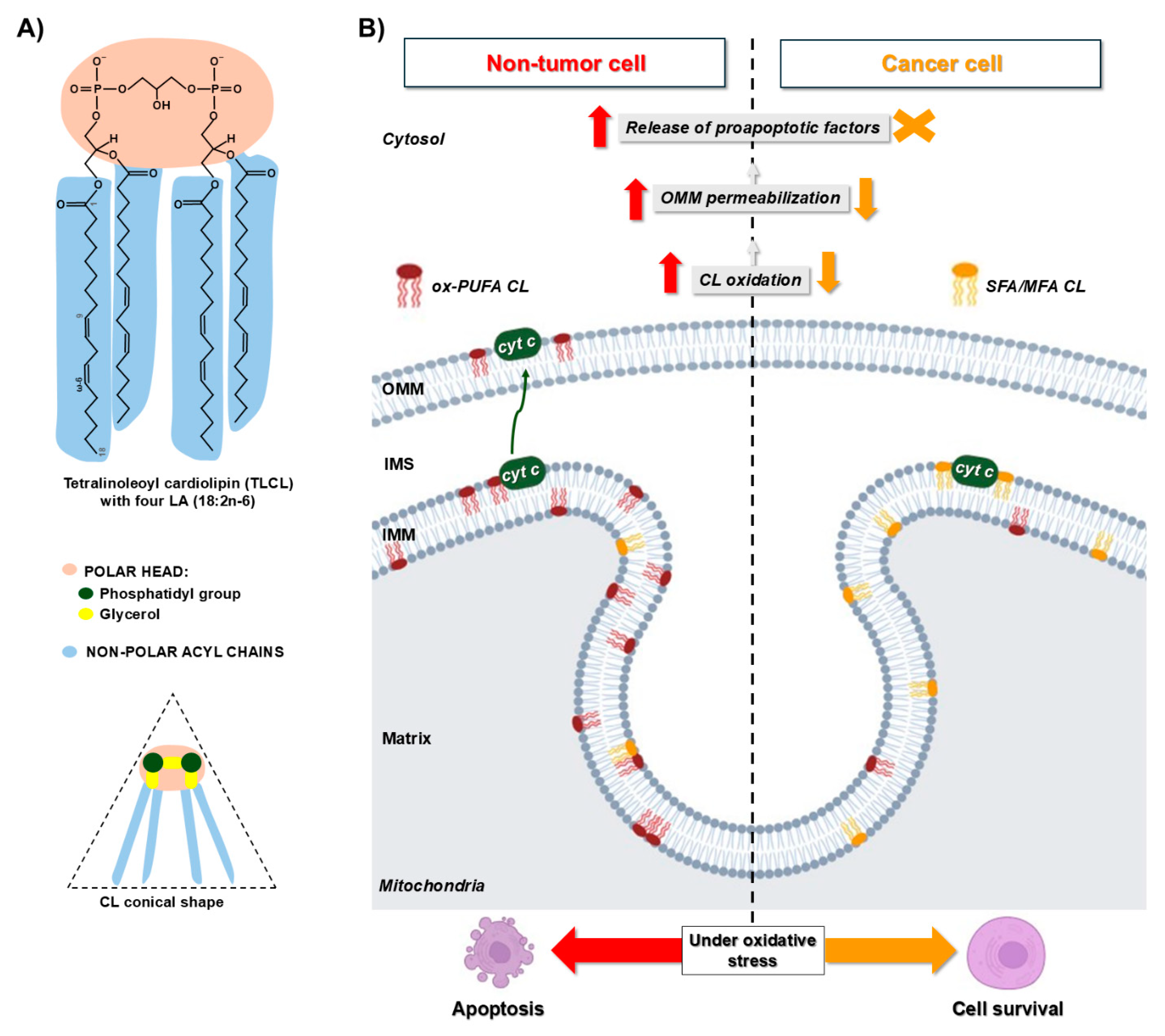 Antioxidants 13 01563 g004 Antioxidants 13 01563 g004