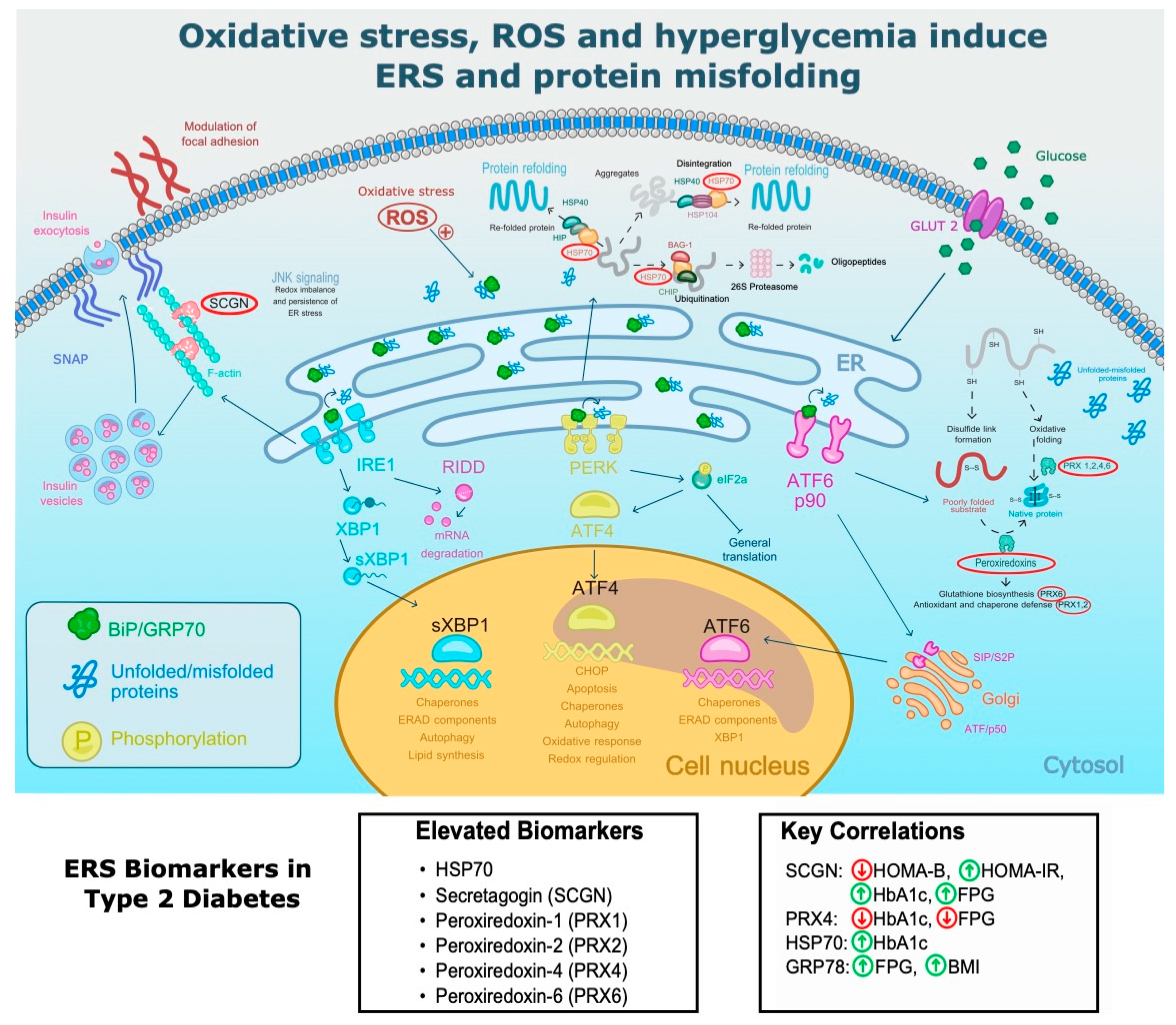Antioxidants 13 01564 g006
