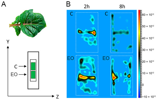 Antioxidants 13 01565 g004