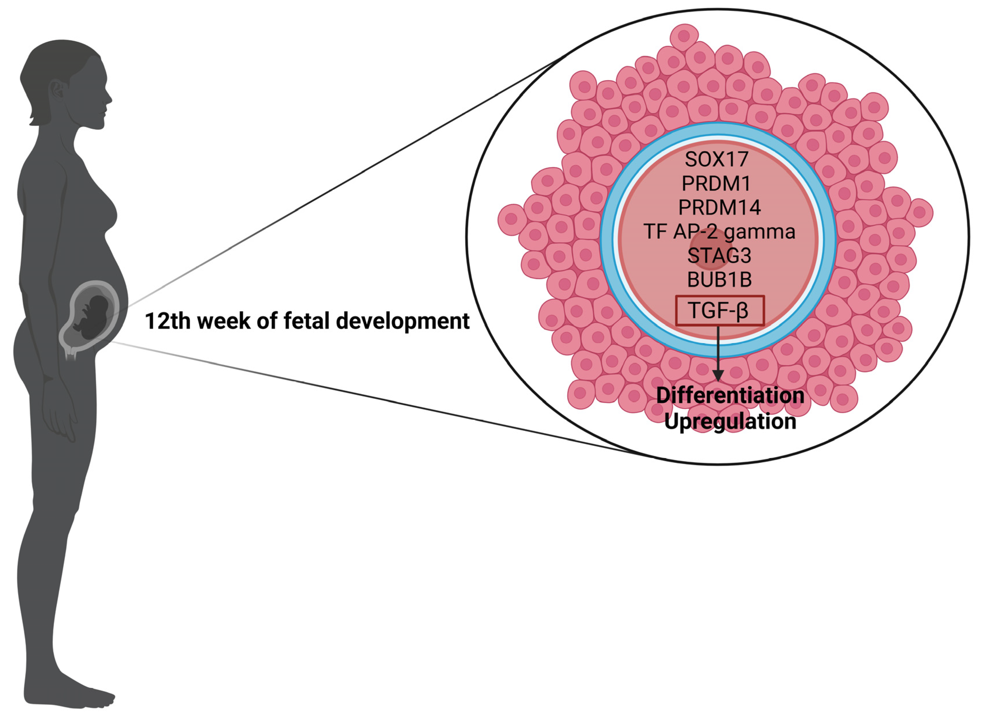 Antioxidants 13 01567 g001