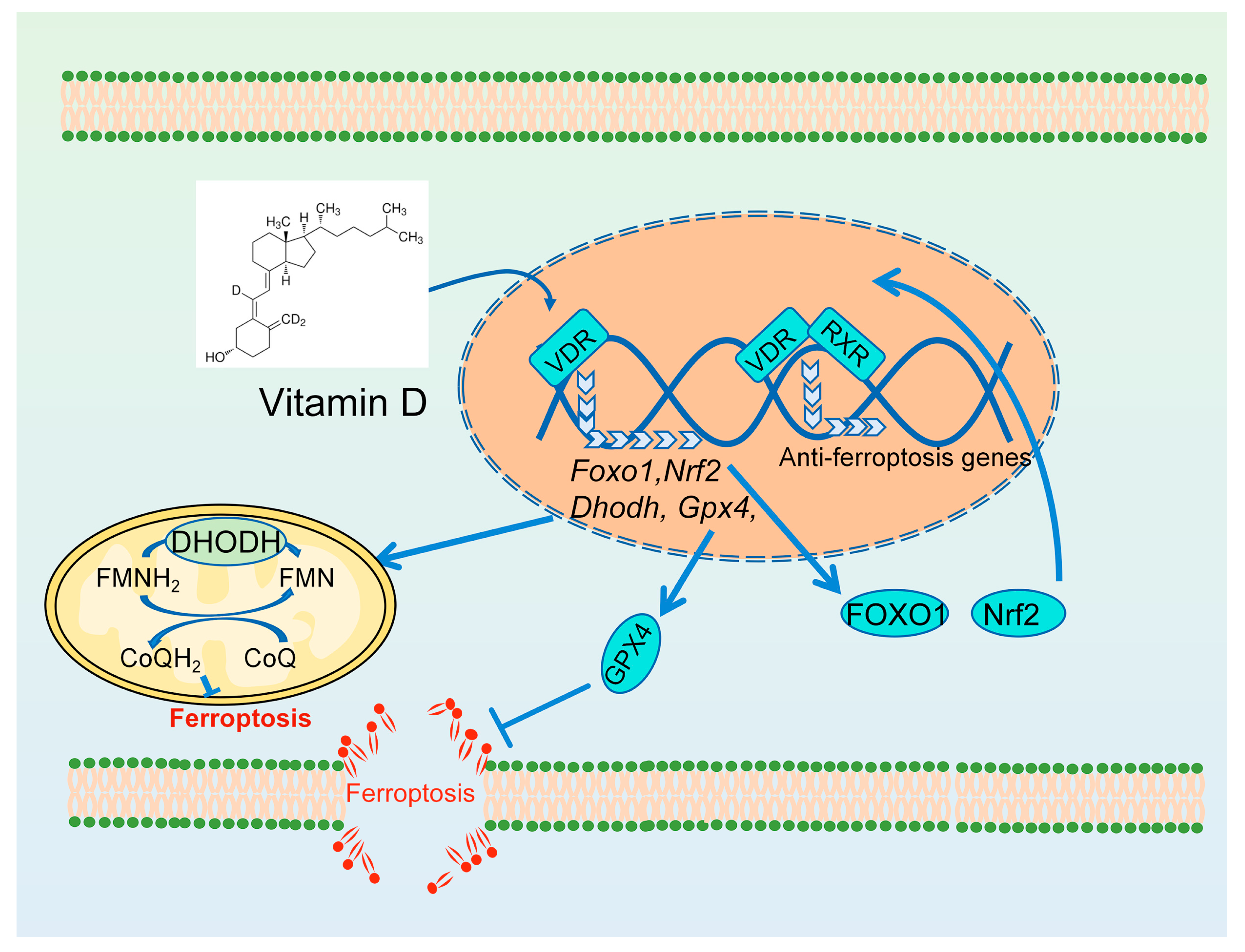 Antioxidants 13 01571 g005