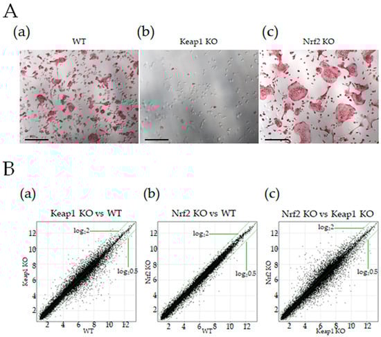 Antioxidants 13 01575 g001