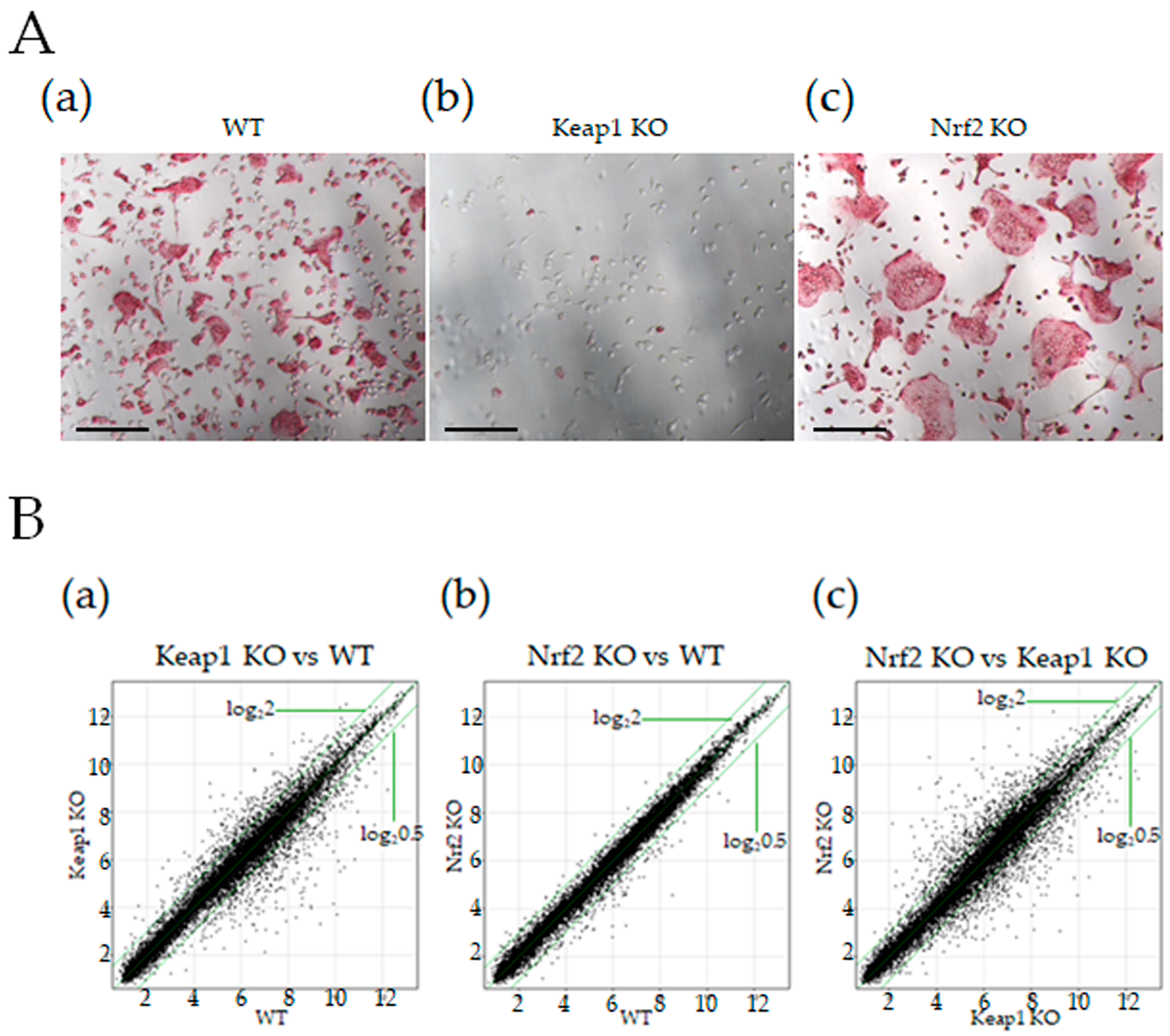 Antioxidants 13 01575 g001