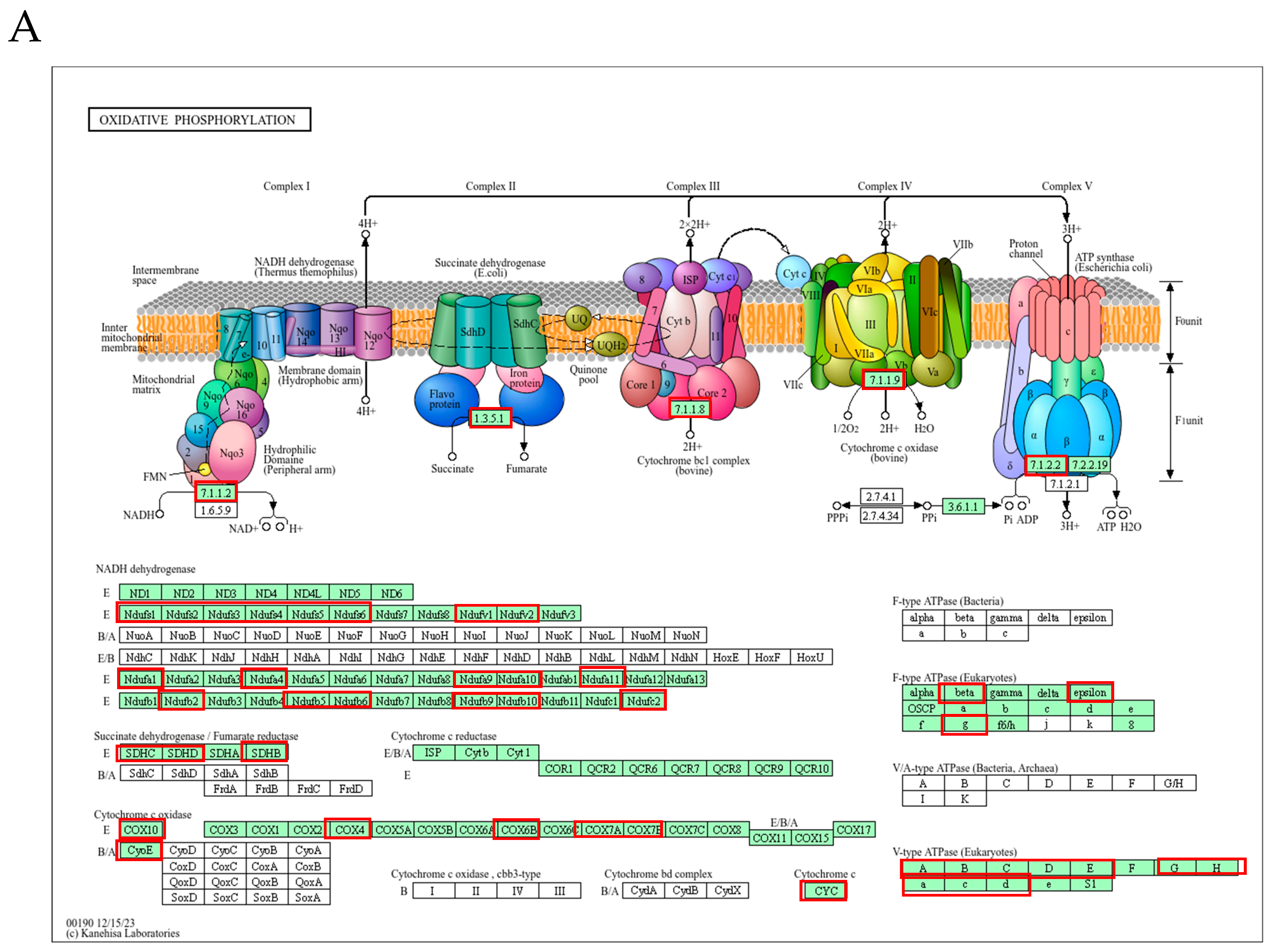 Antioxidants 13 01575 g009a