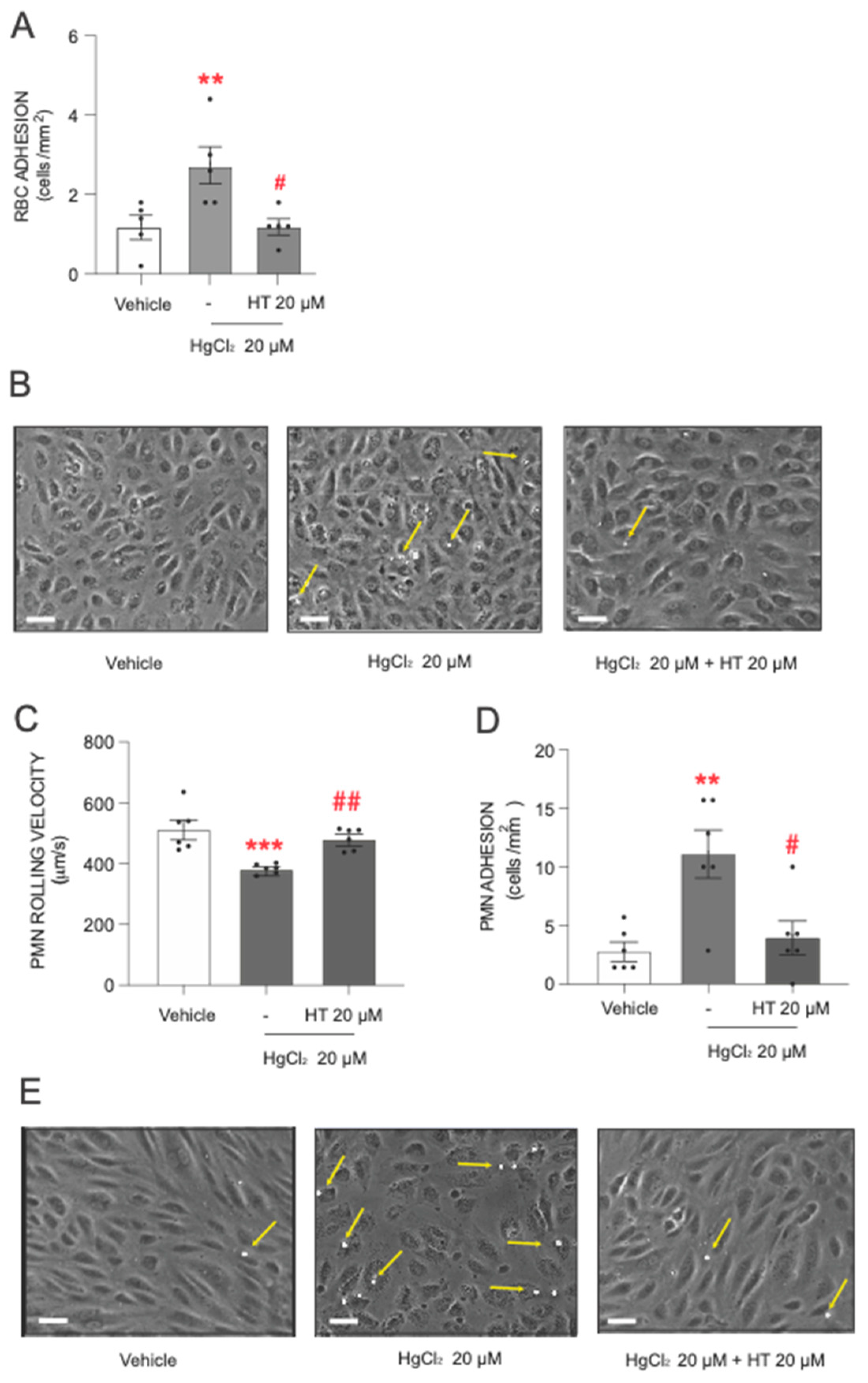 Antioxidants 13 01576 g003 Antioxidants 13 01576 g003