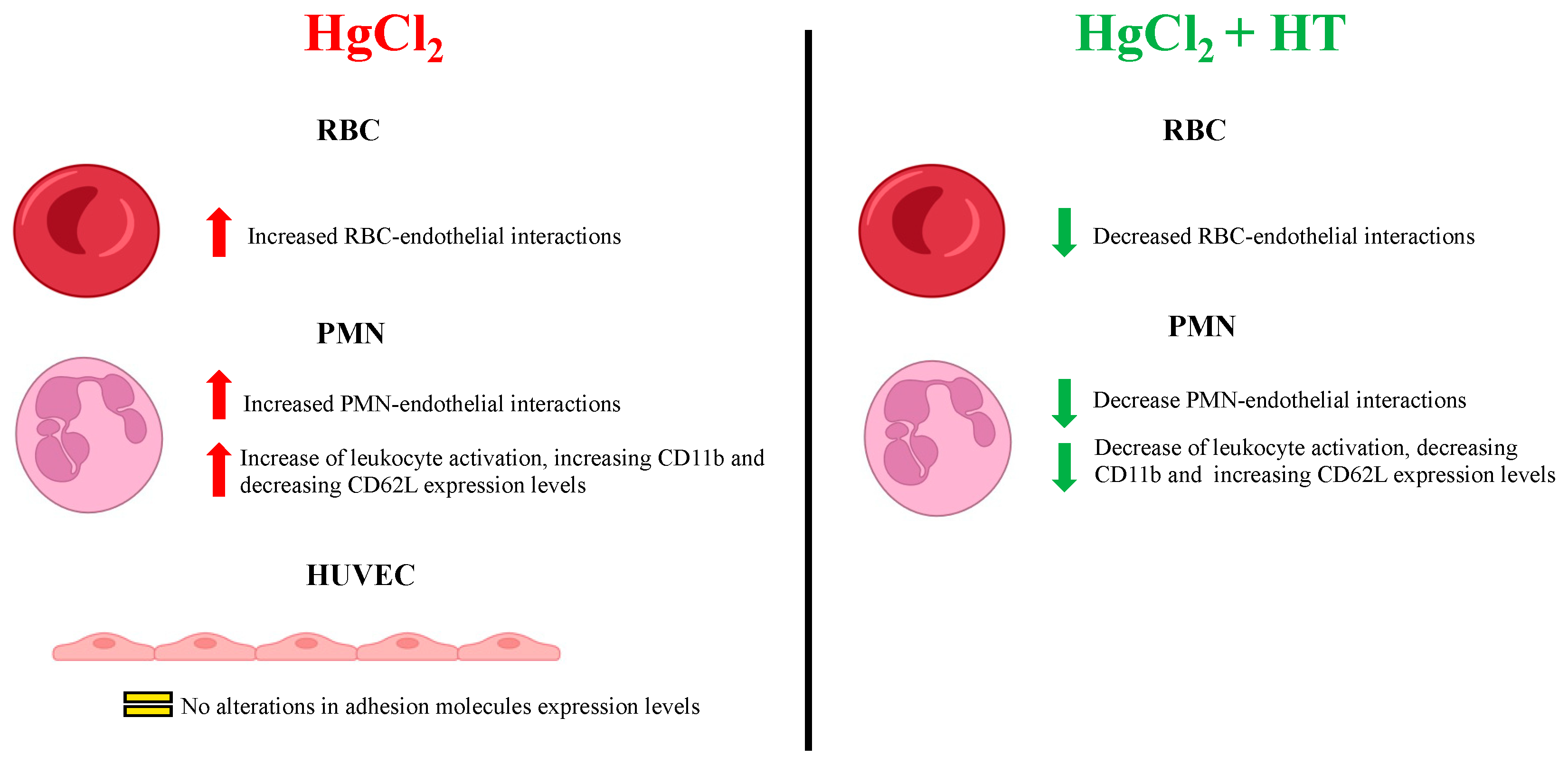 Antioxidants 13 01576 g005 Antioxidants 13 01576 g005