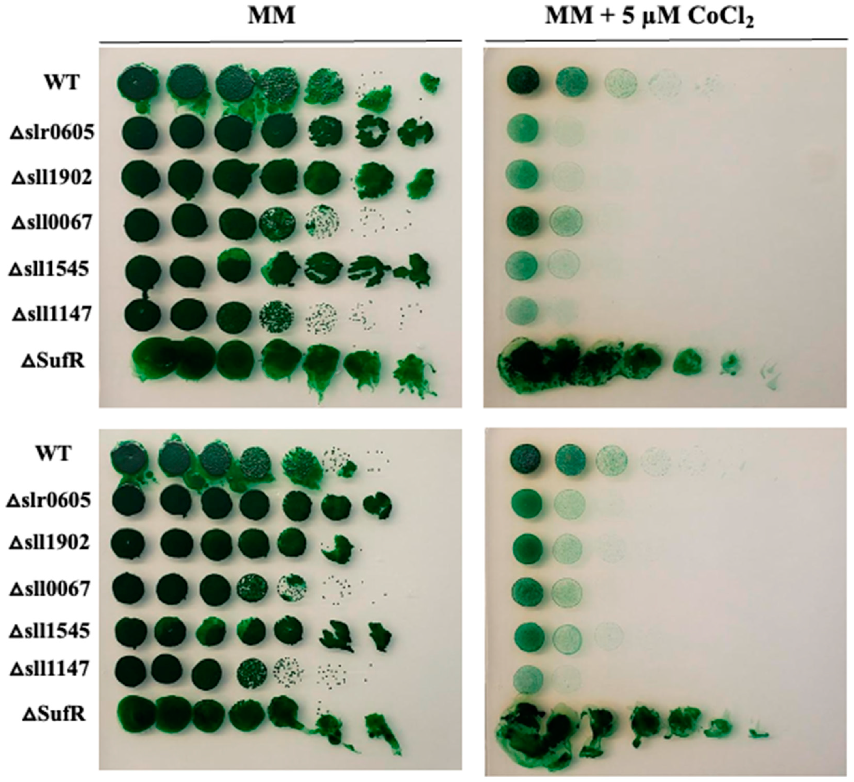 Antioxidants 13 01577 g003