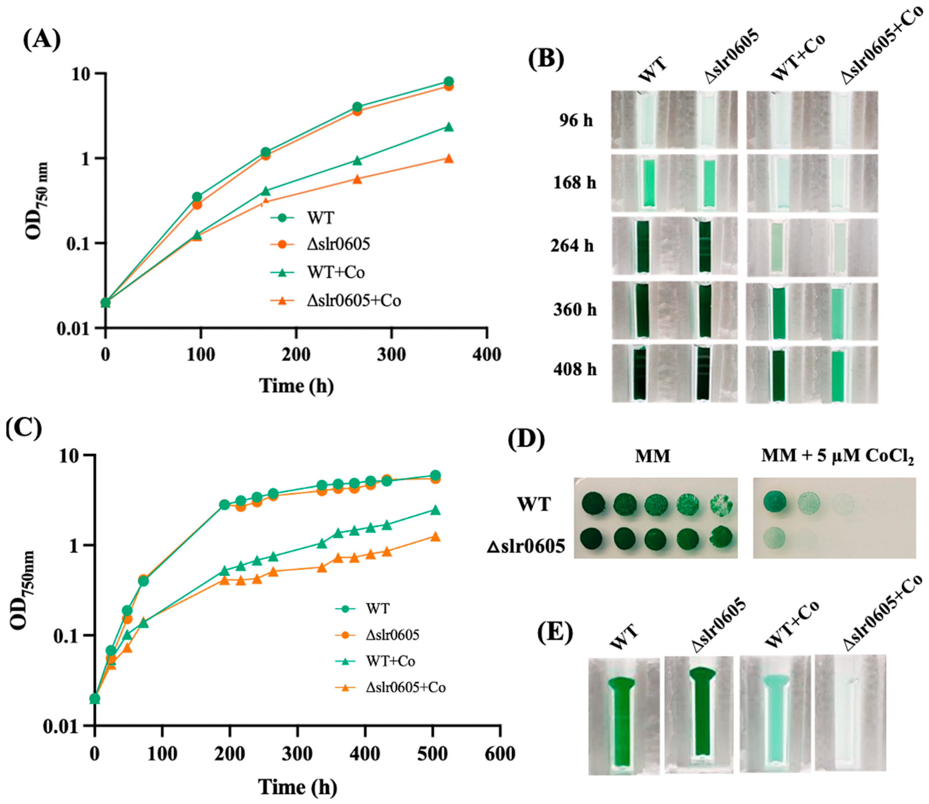 Antioxidants 13 01577 g004