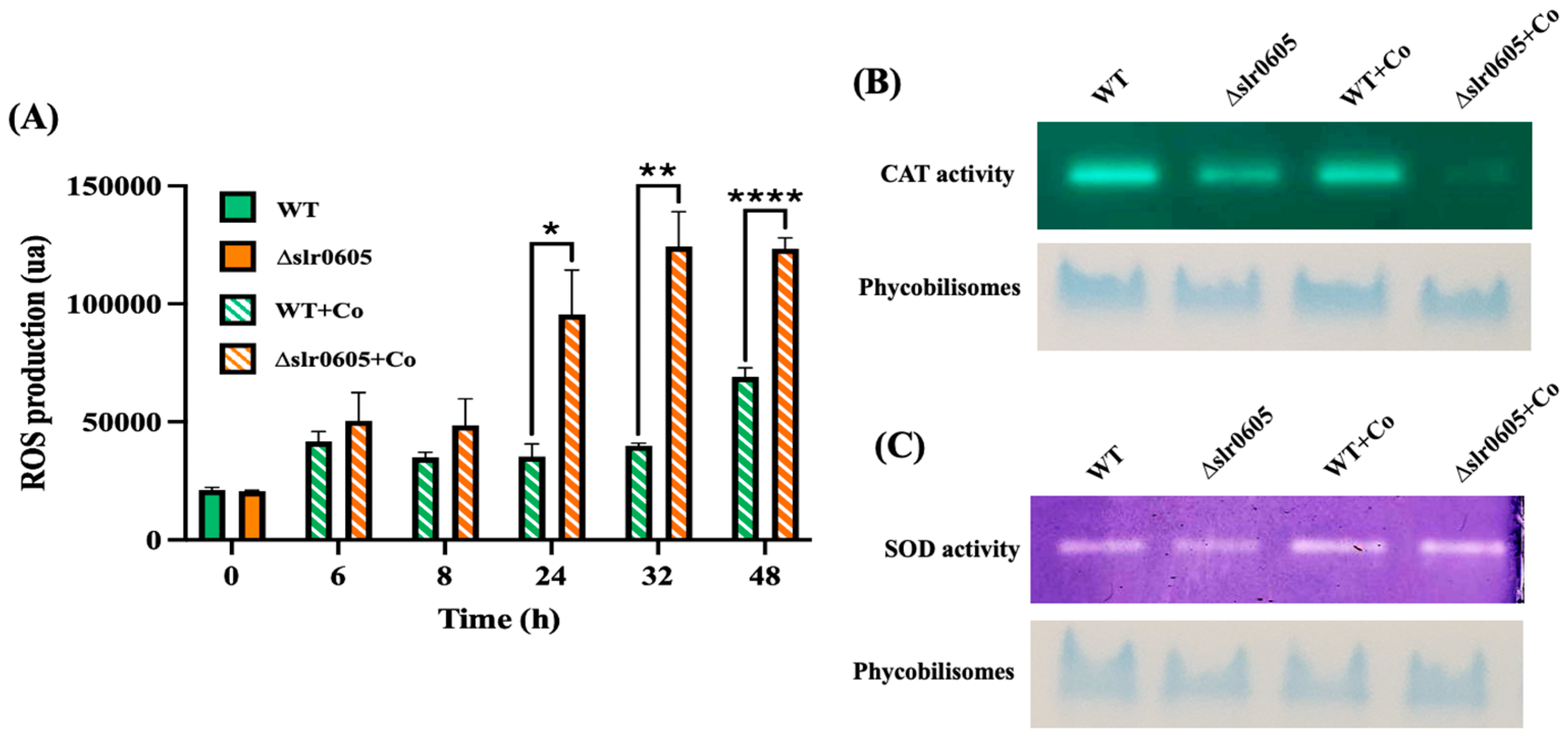 Antioxidants 13 01577 g006