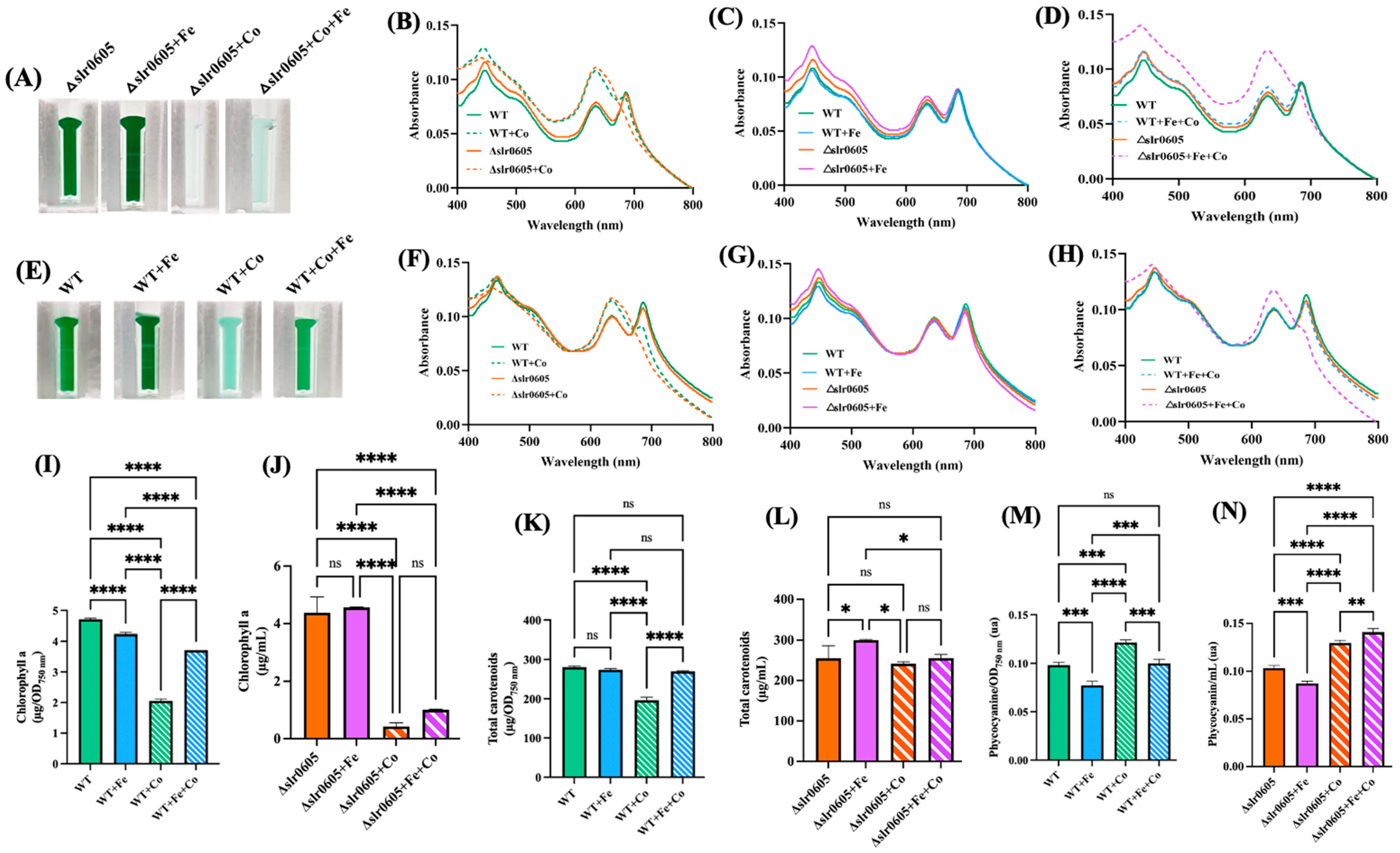 Antioxidants 13 01577 g007