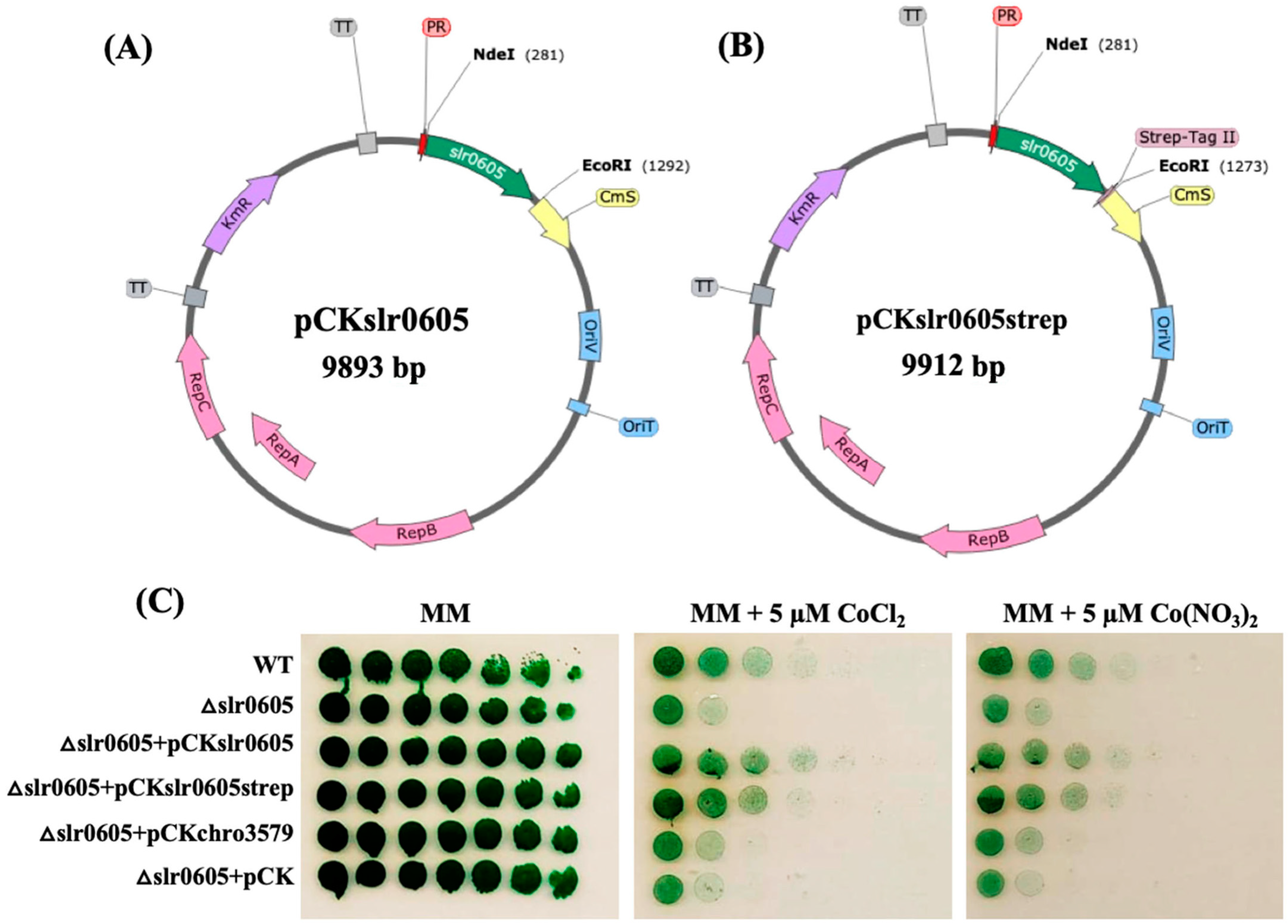 Antioxidants 13 01577 g008