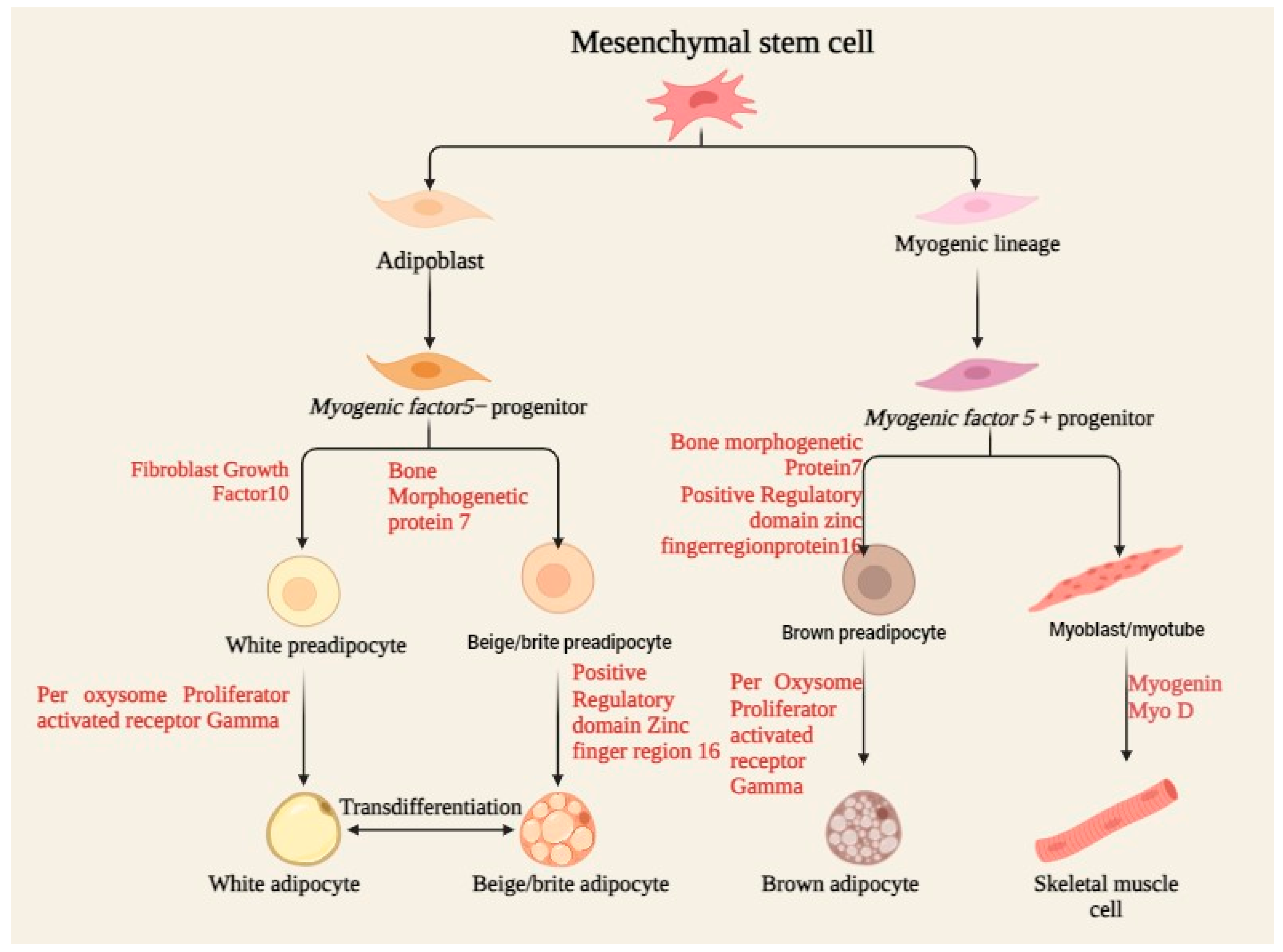 Antioxidants 13 01584 g002