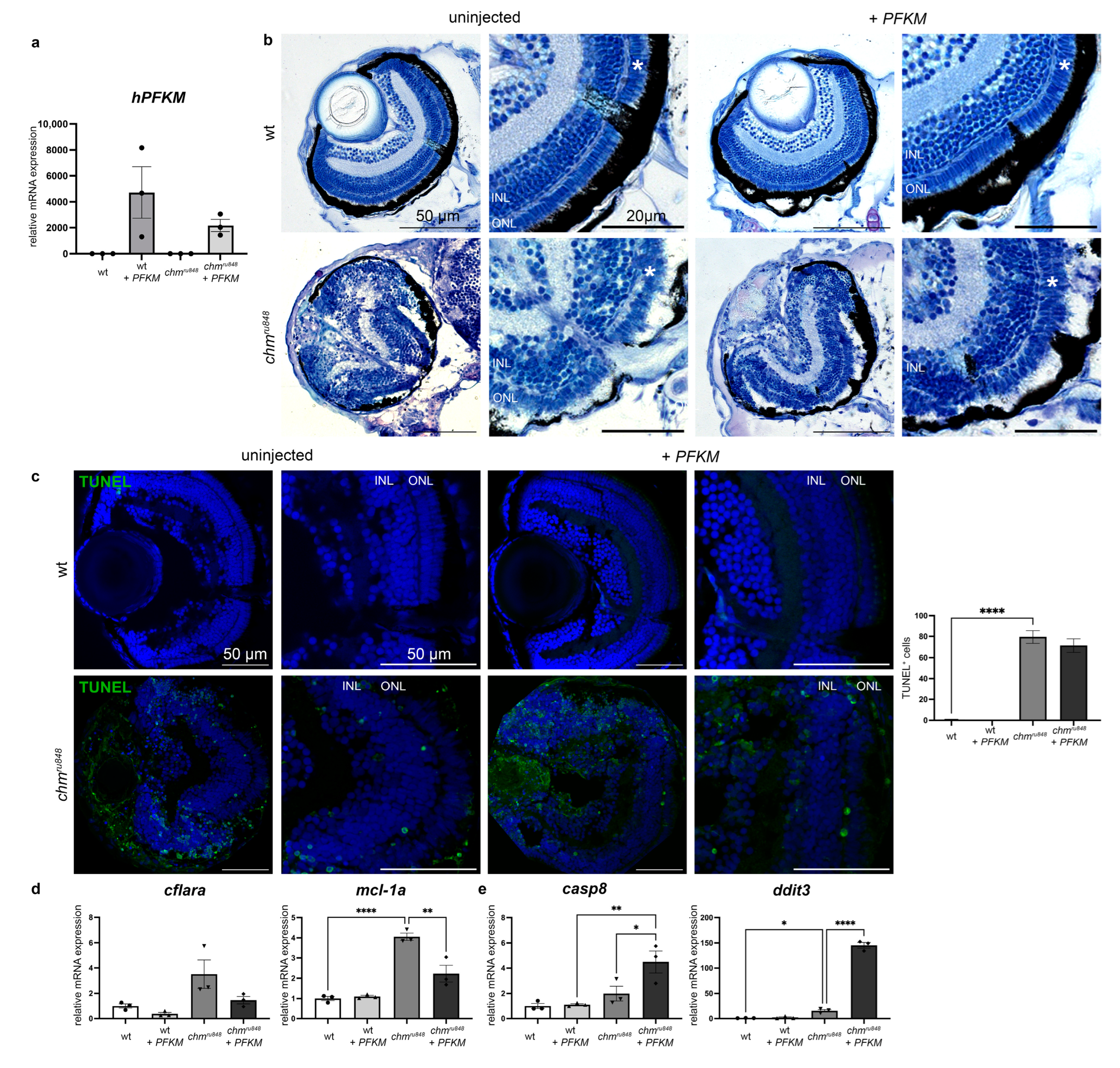 Antioxidants 13 01587 g004