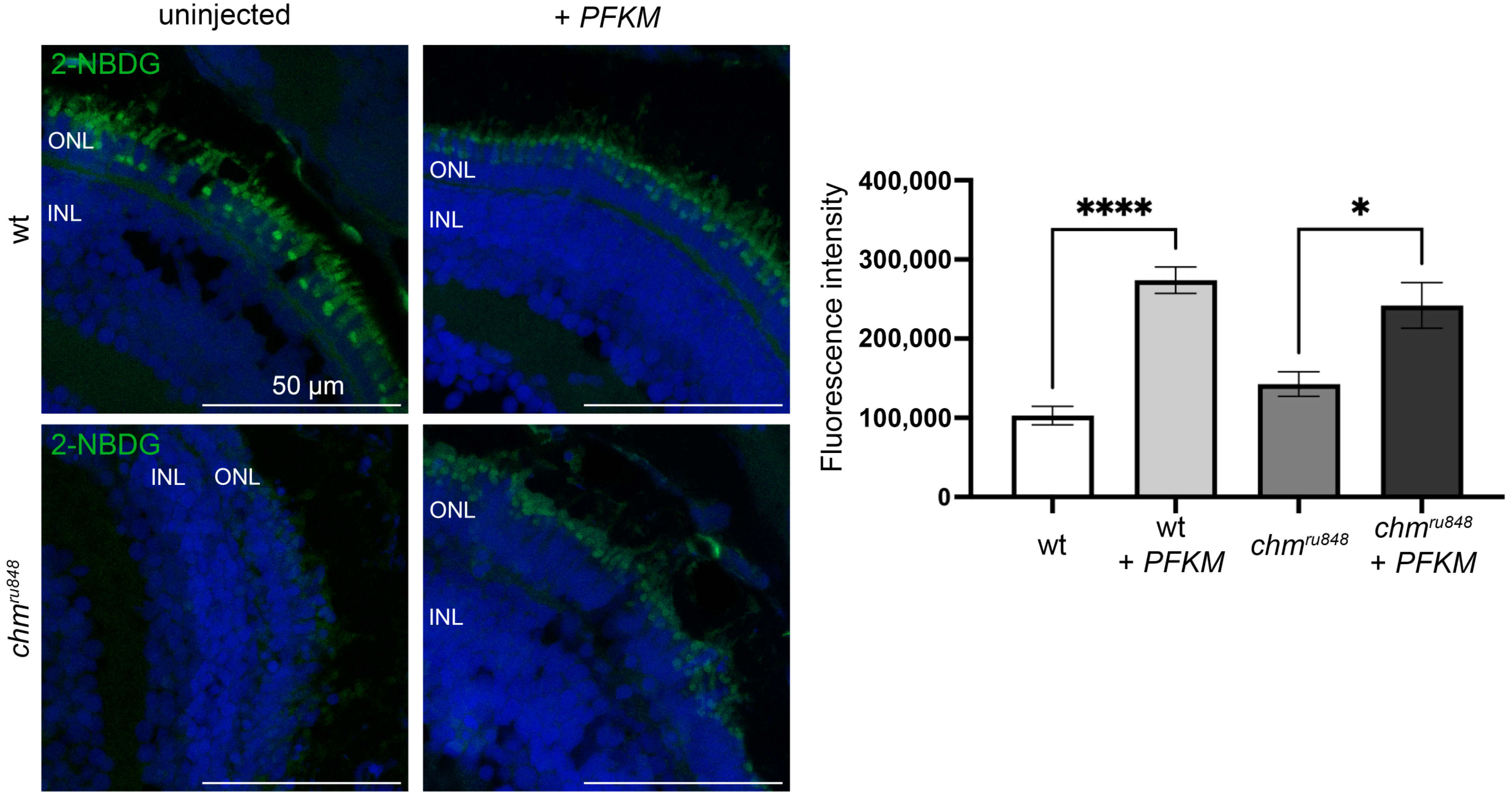 Antioxidants 13 01587 g005