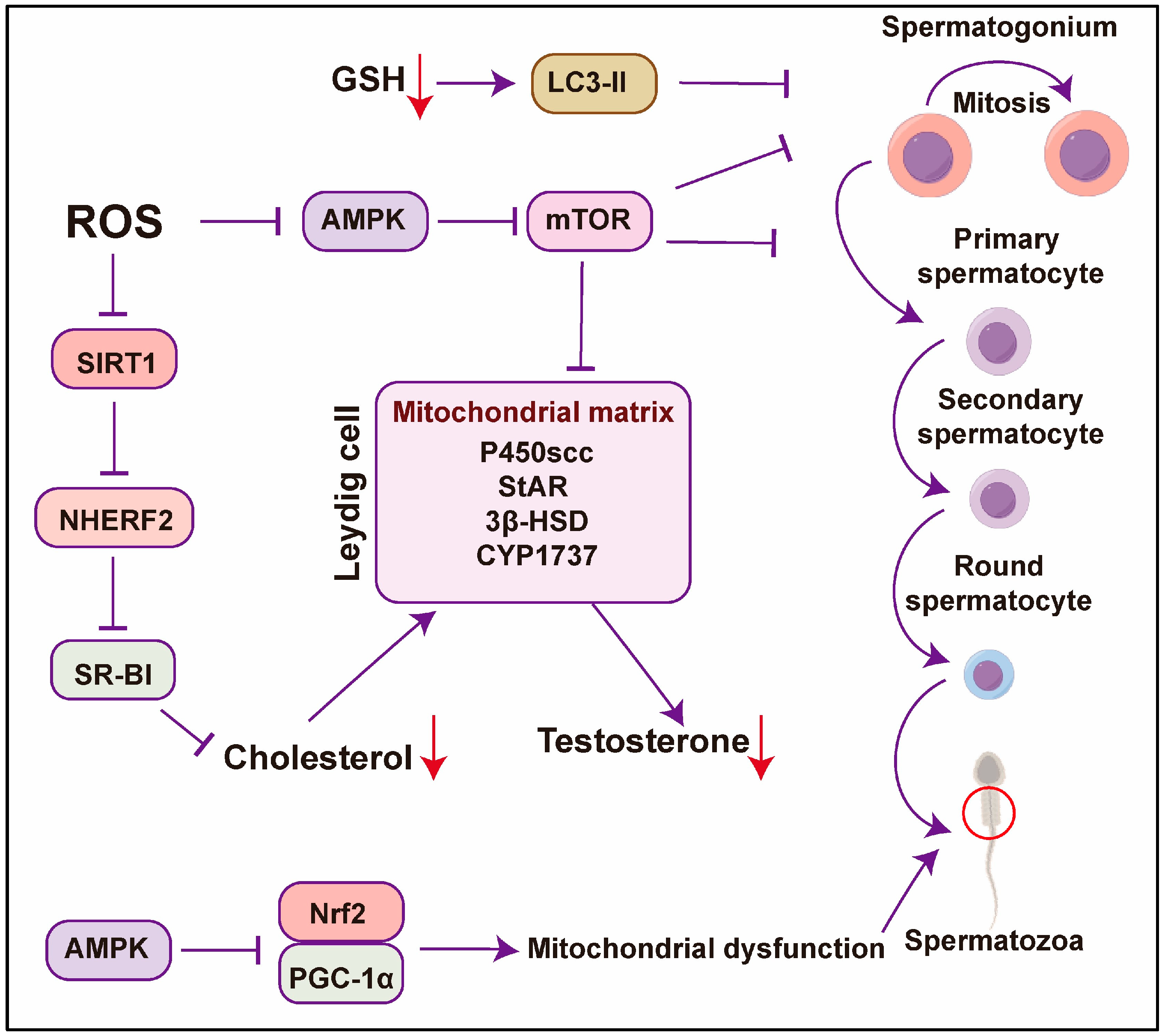 Antioxidants 14 00002 g003