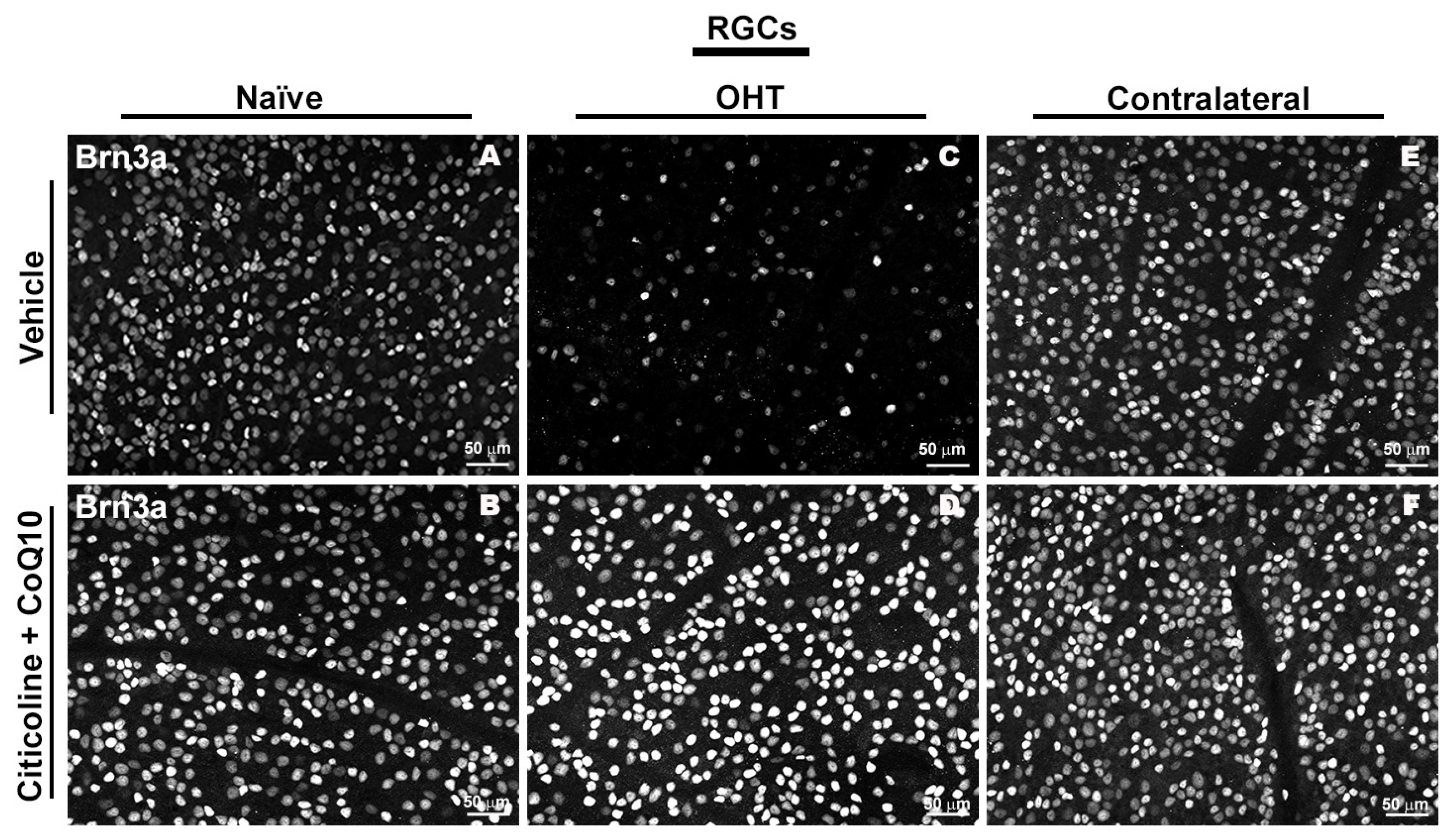Antioxidants 14 00004 g004 Antioxidants 14 00004 g004