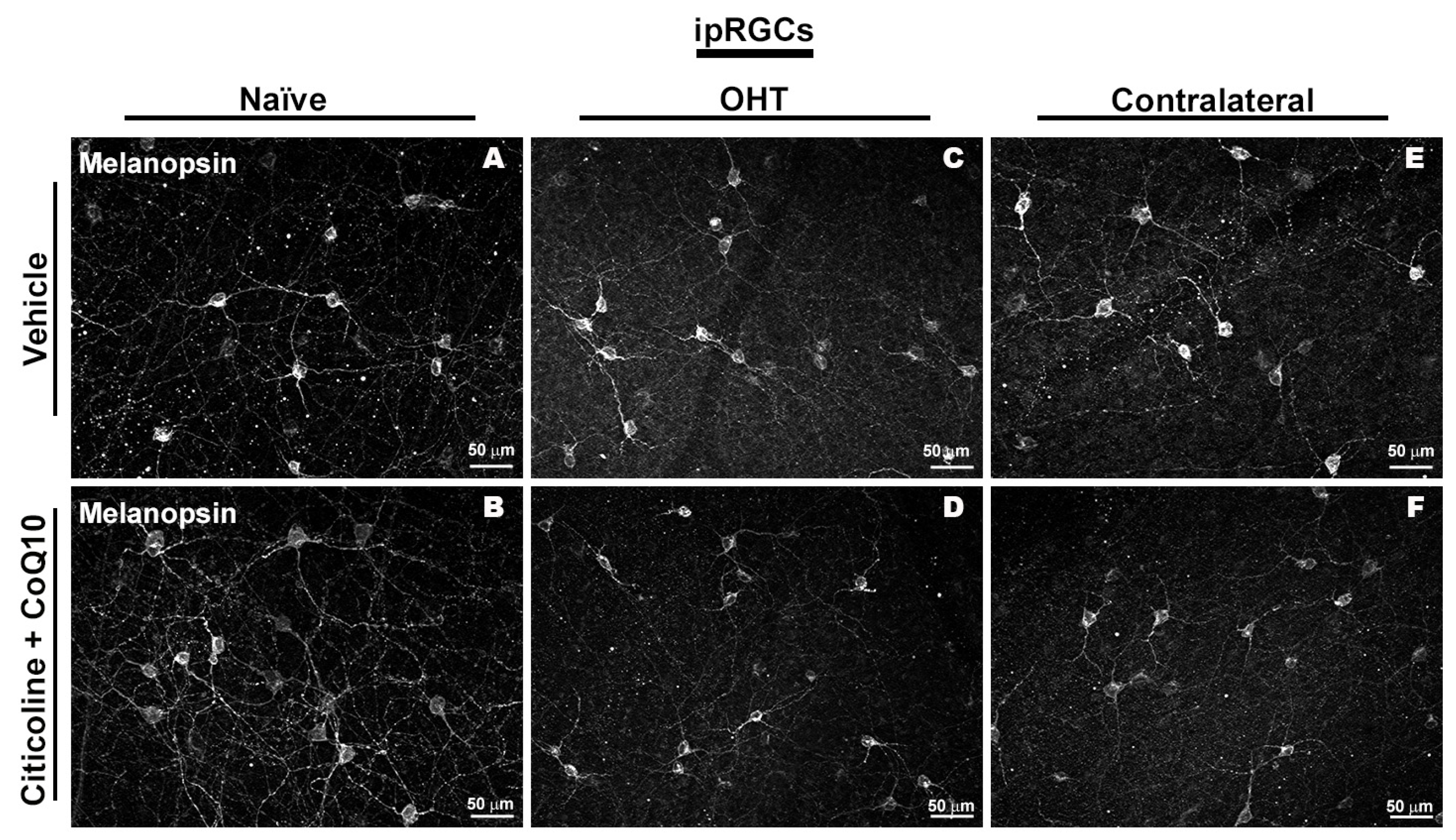 Antioxidants 14 00004 g010 Antioxidants 14 00004 g010