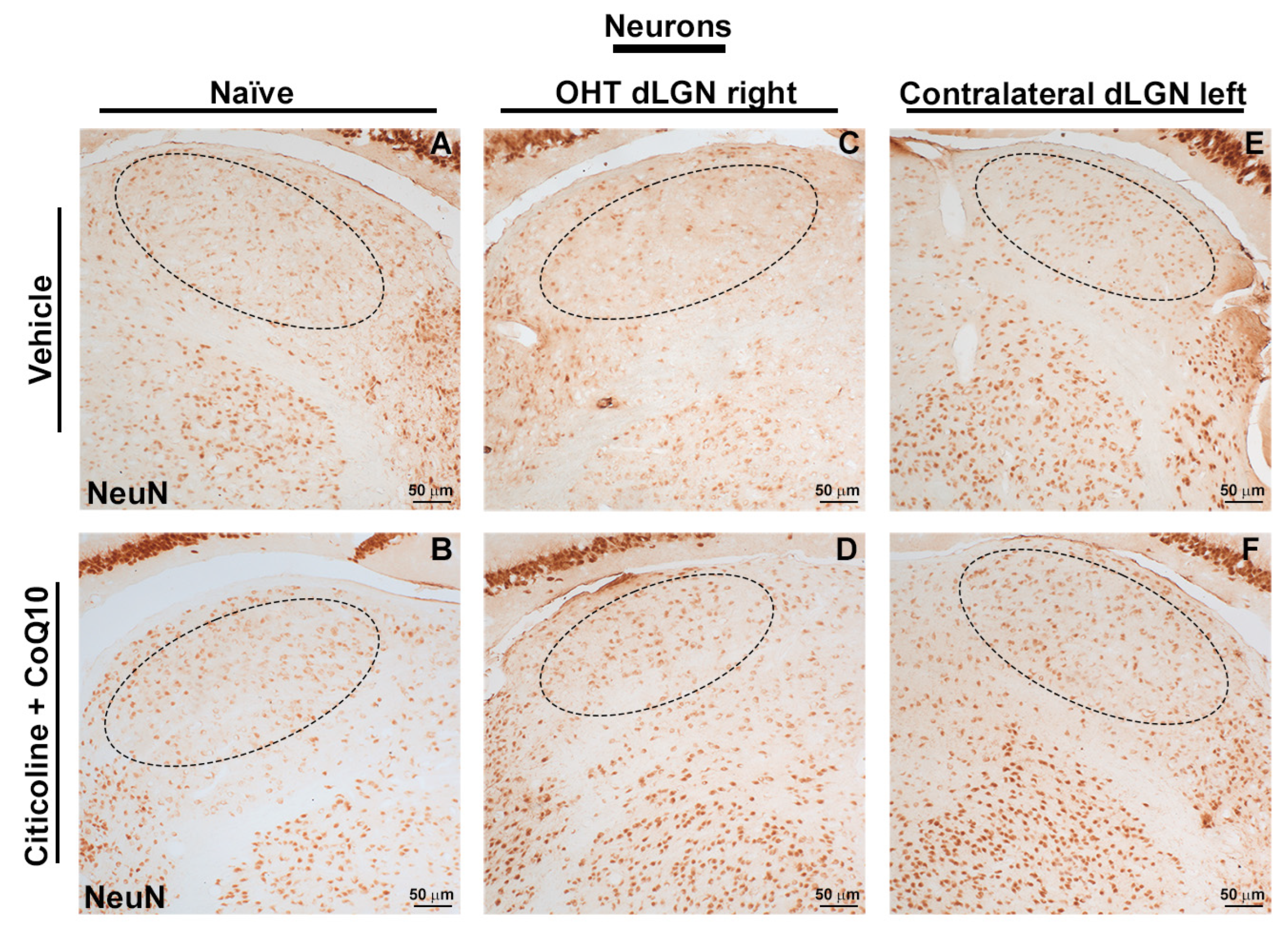 Antioxidants 14 00004 g016 Antioxidants 14 00004 g016