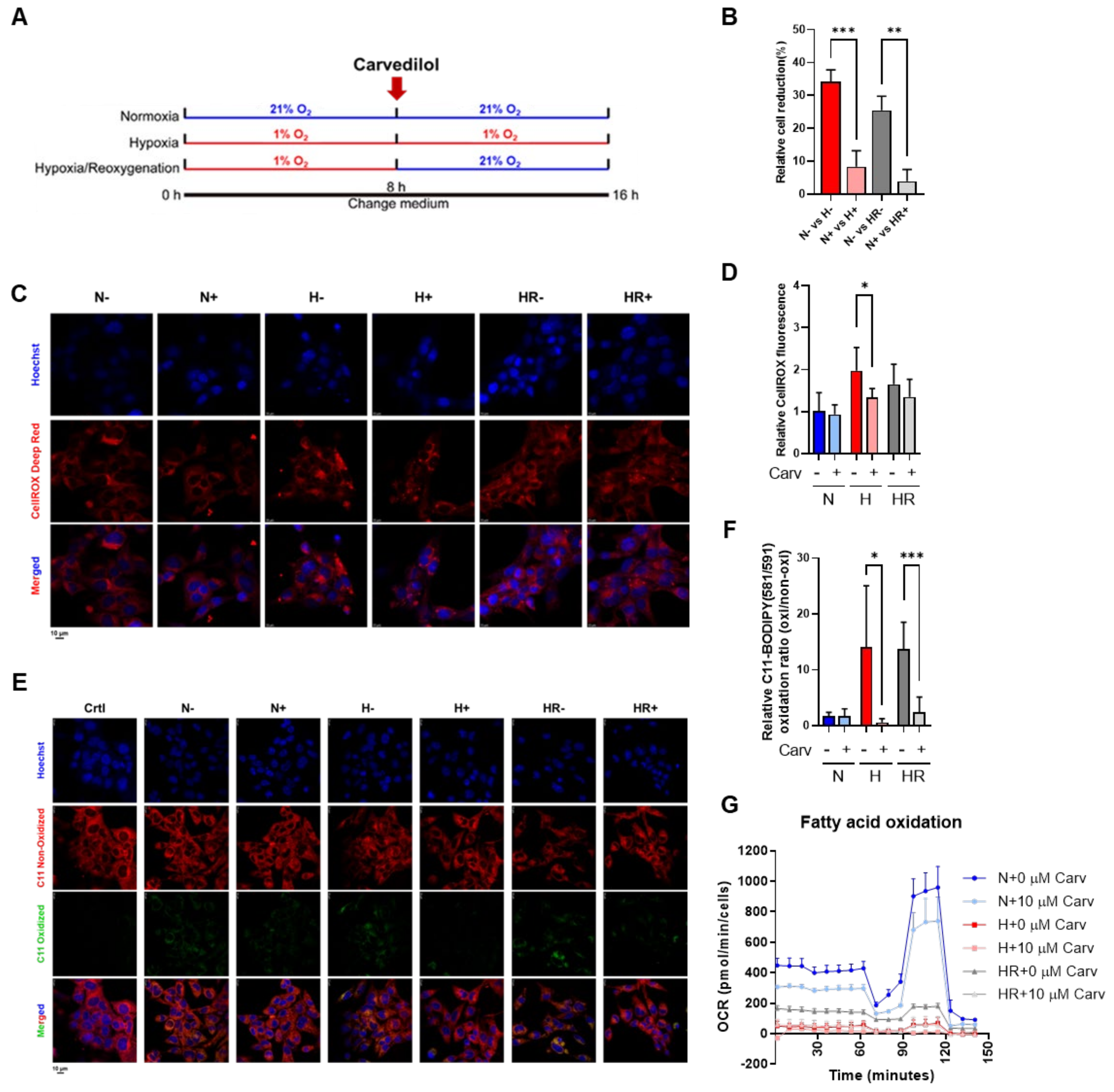 Antioxidants 14 00007 g002